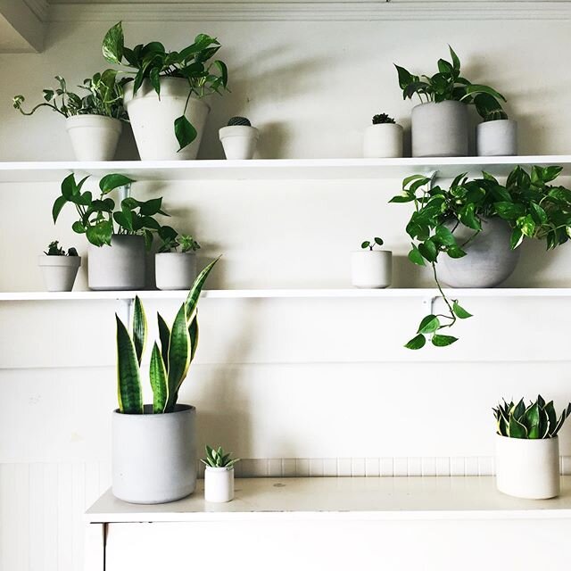 Bring the outdoors in! 🌱🌿🌵🌱
.
I&rsquo;ve been thinking a lot lately about how this &ldquo;stay-at-home&rdquo; season in our lives is a great opportunity to rearrange our spaces to better reflect our values and priorities - an opportunity to clear