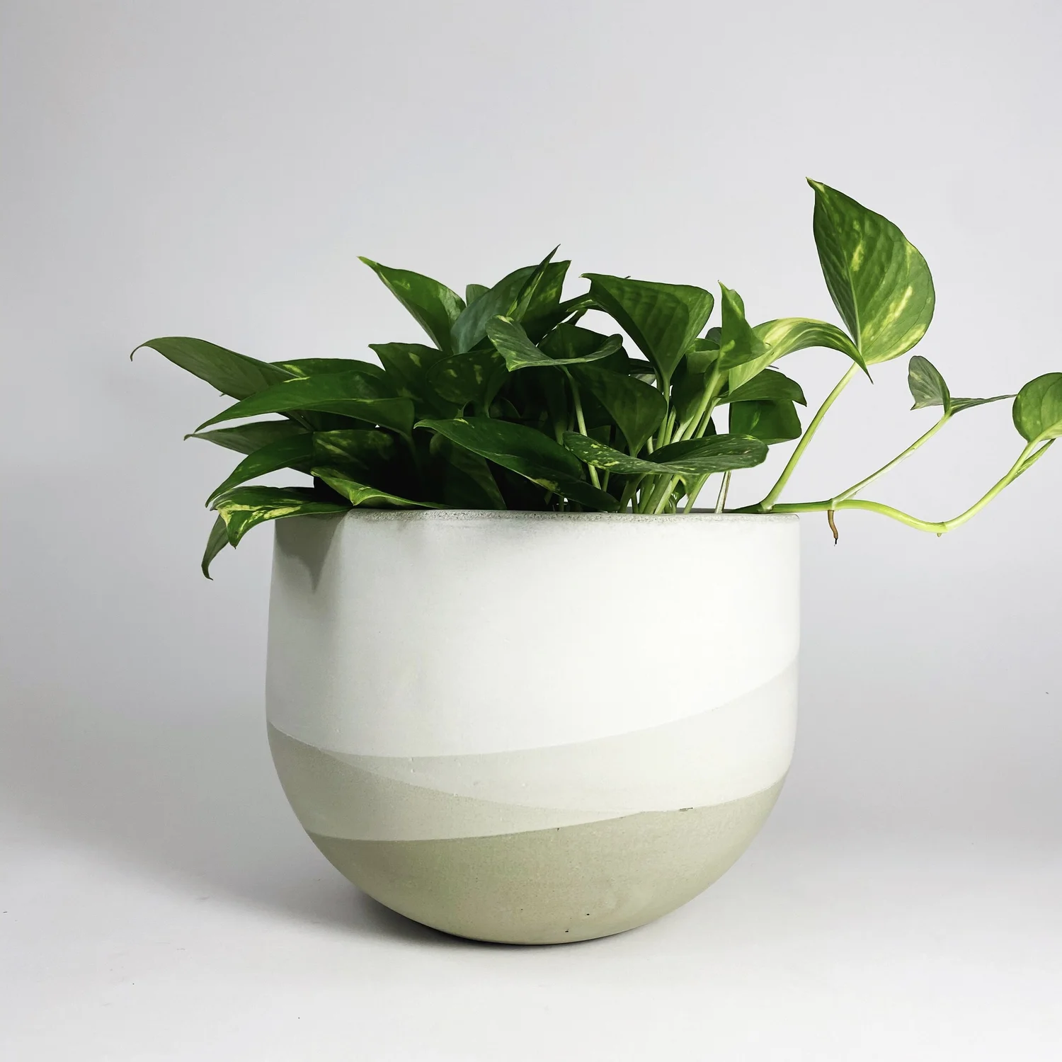 plant chain hanger 36