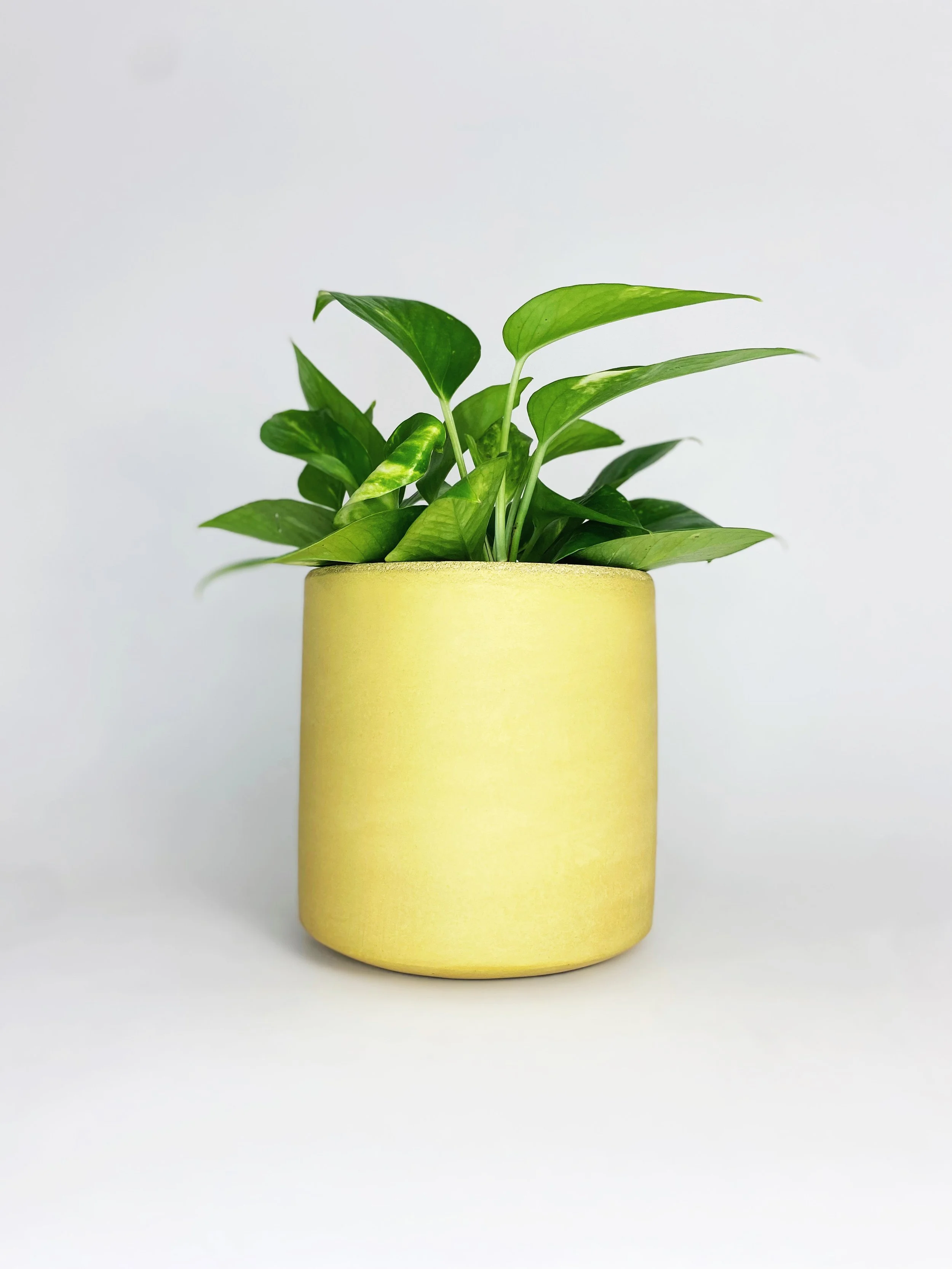 6" Straight Sided Concrete Pot / Yellow