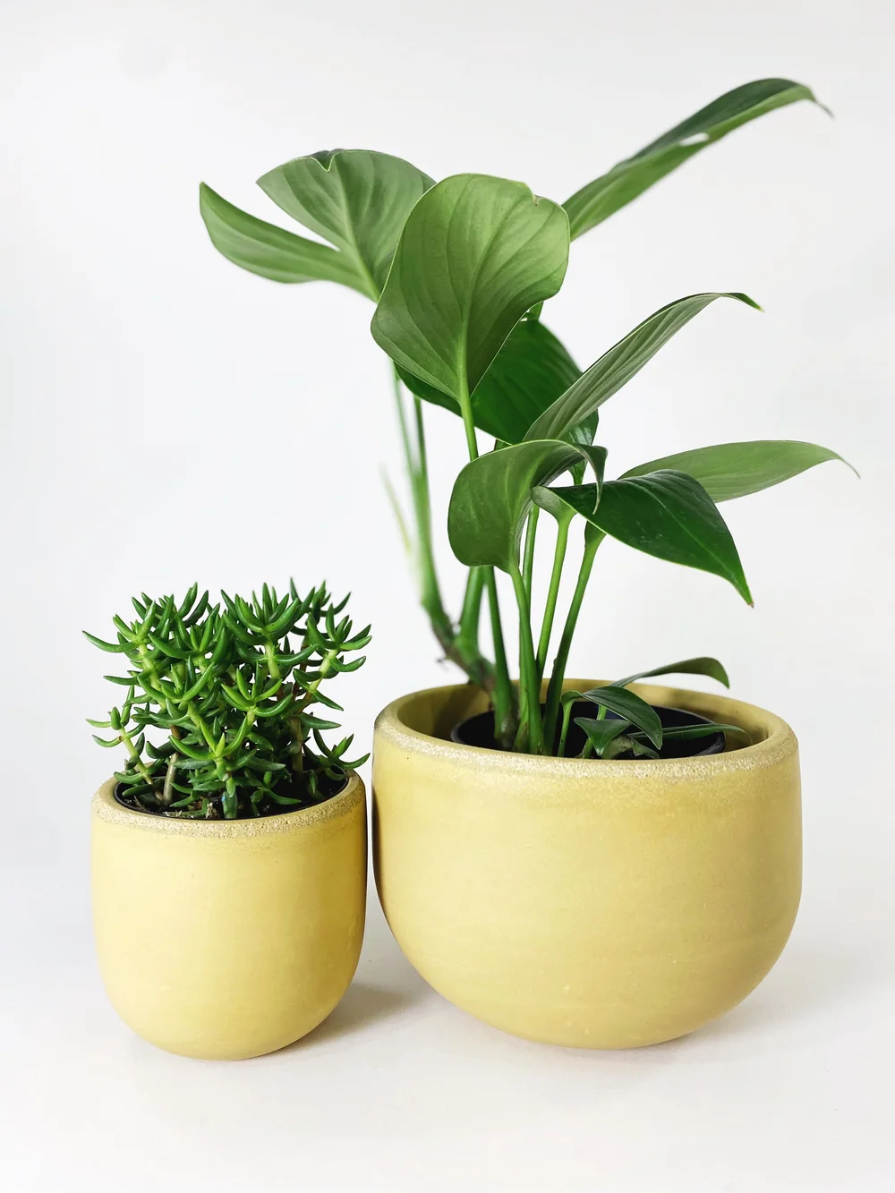 monstera talent Monstera Legacy