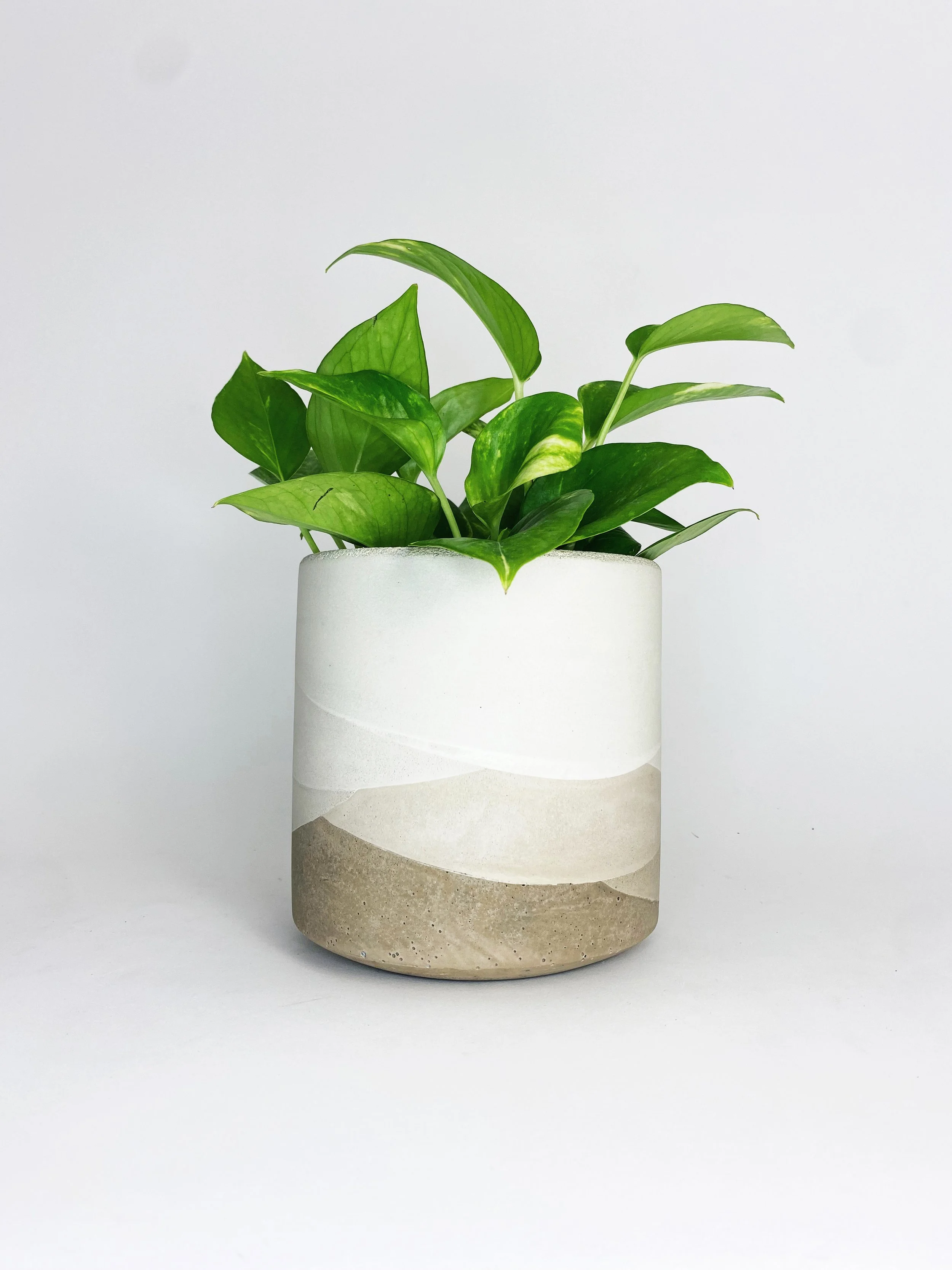 6" Straight Sided Concrete Pot / One Of A Kind #5