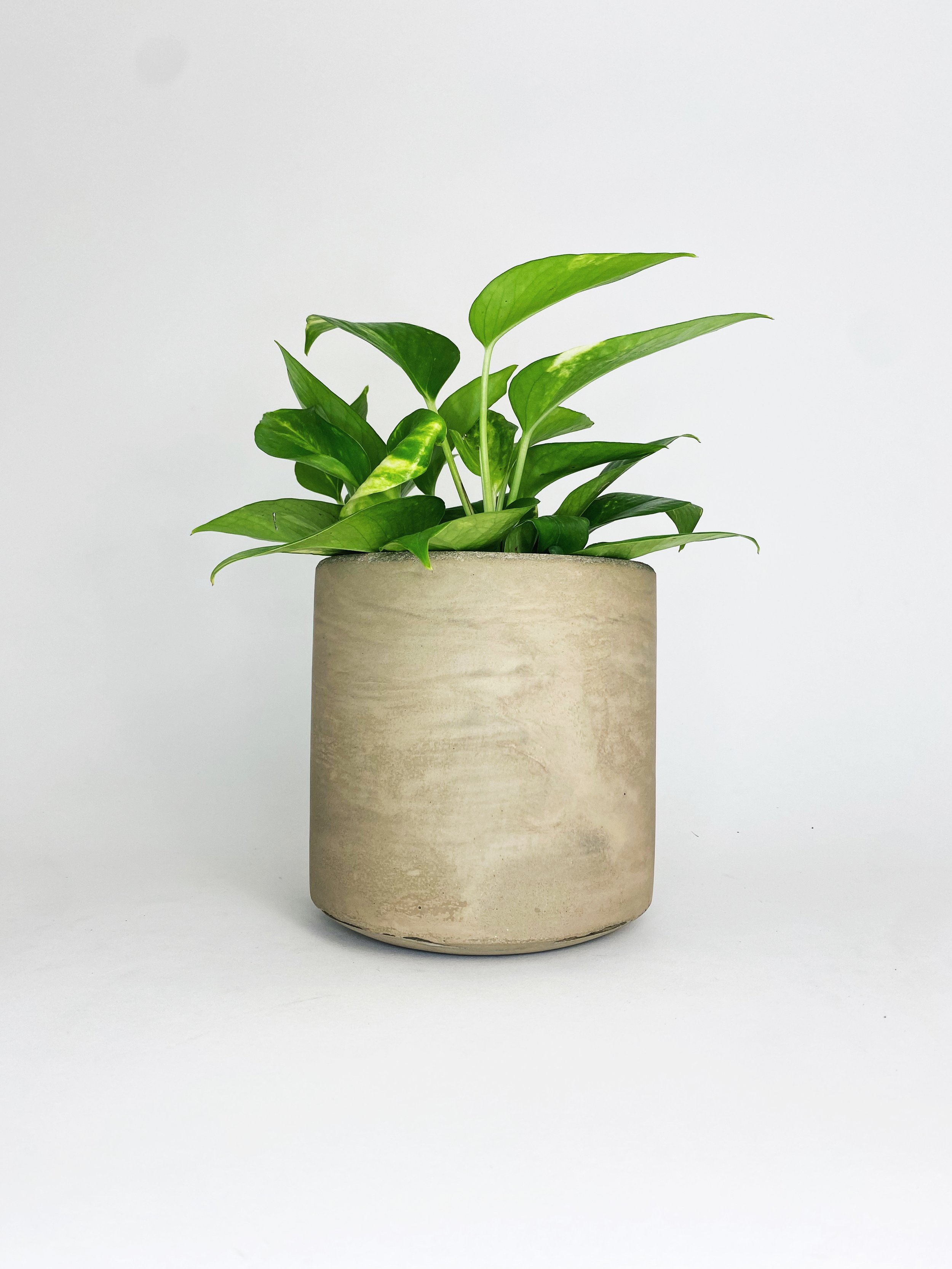 6" Straight Sided Concrete Pot / One Of A Kind #7