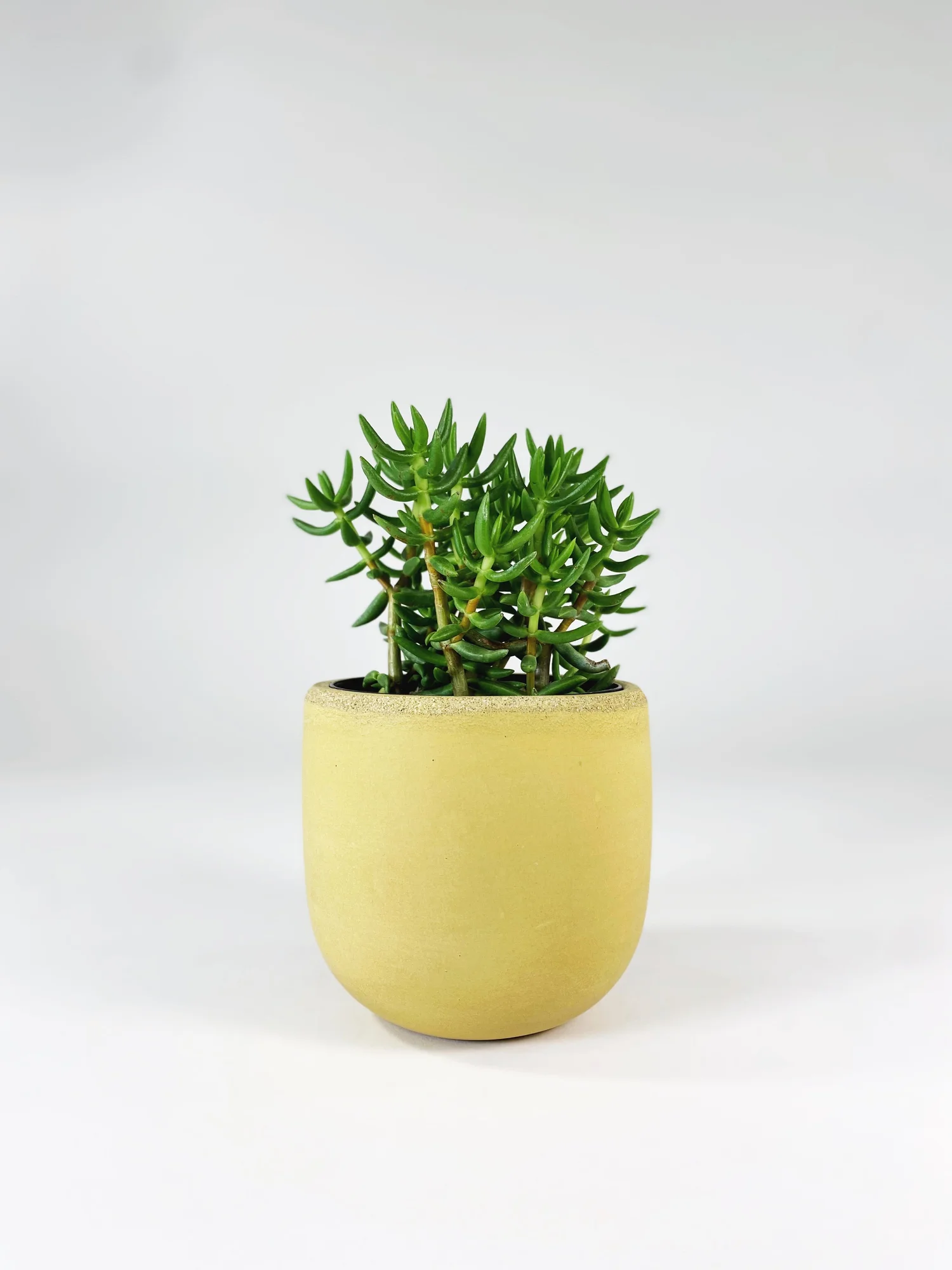 4" Concrete Bowl Planter / Yellow  SETTLEWELL | Modern Planters and Home  Goods