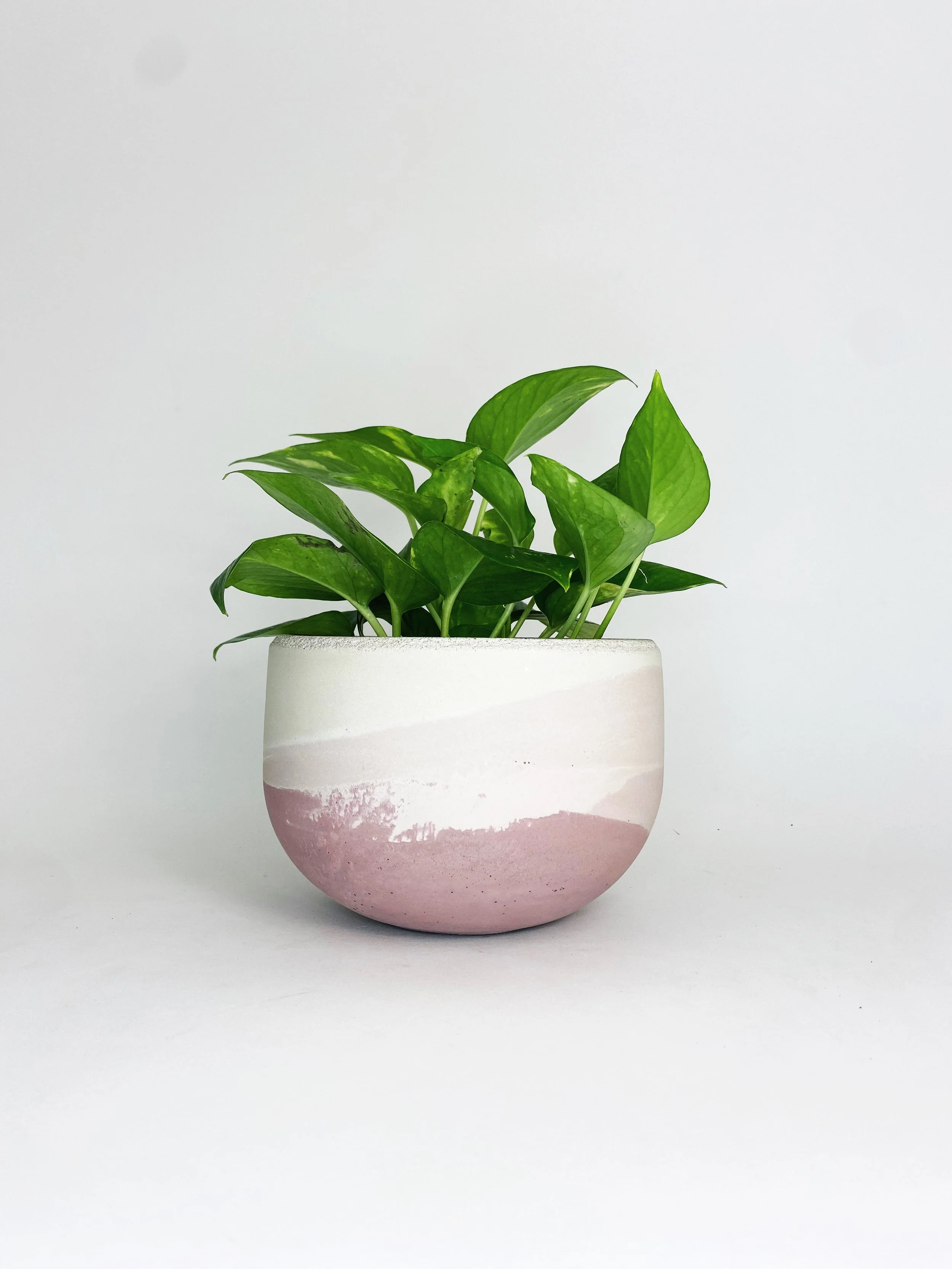 6" Concrete Bowl Planter / One Of A Kind #3