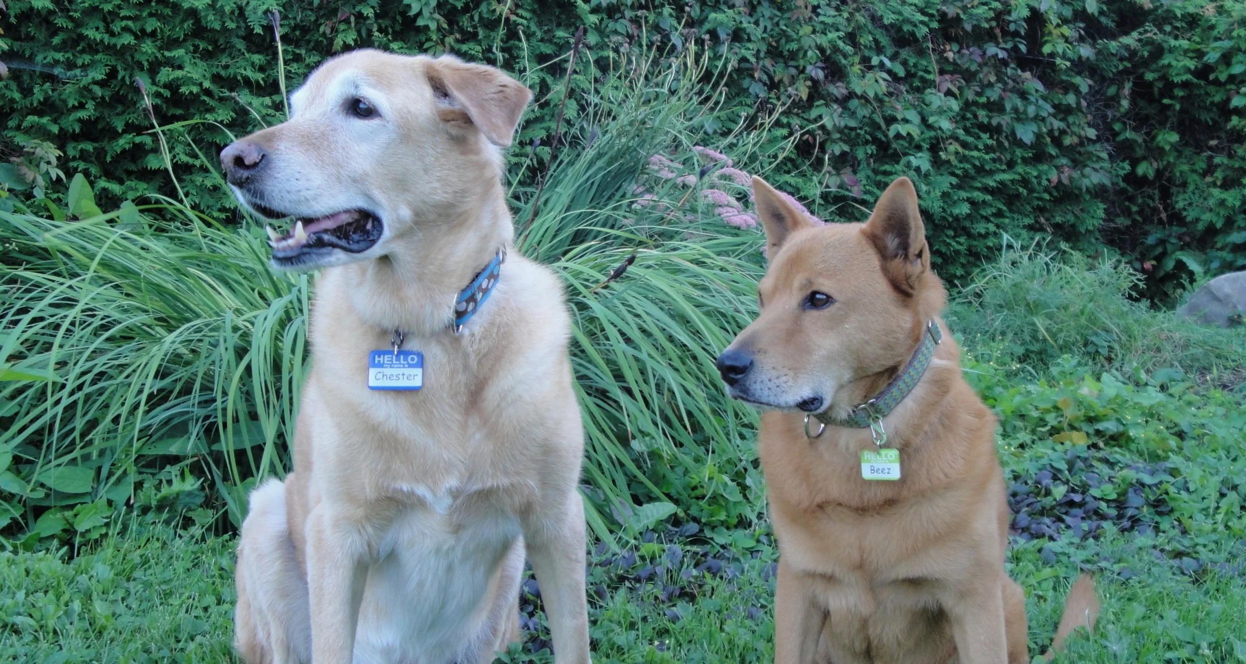 Chester and Beez.JPG