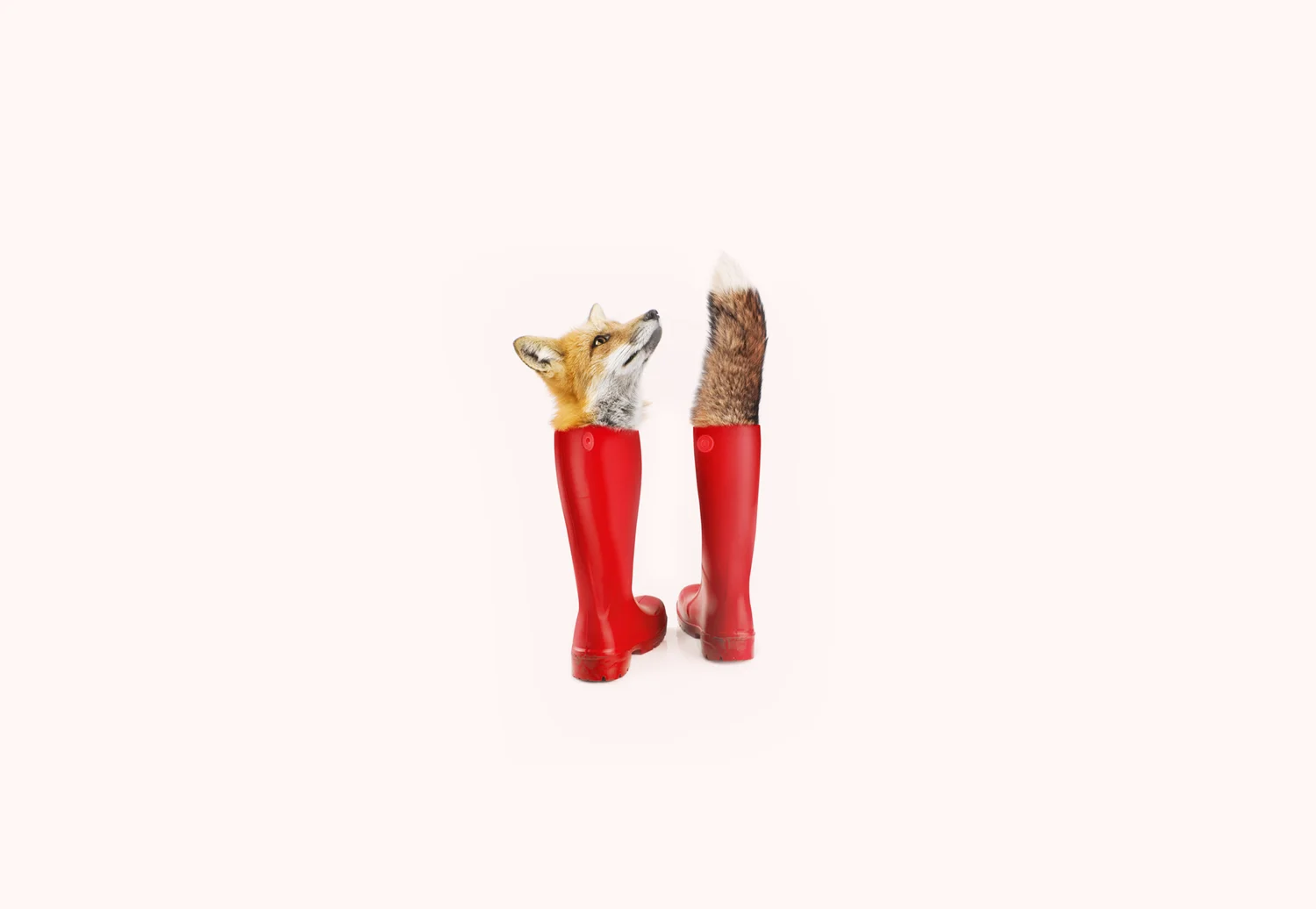 fox.jpg