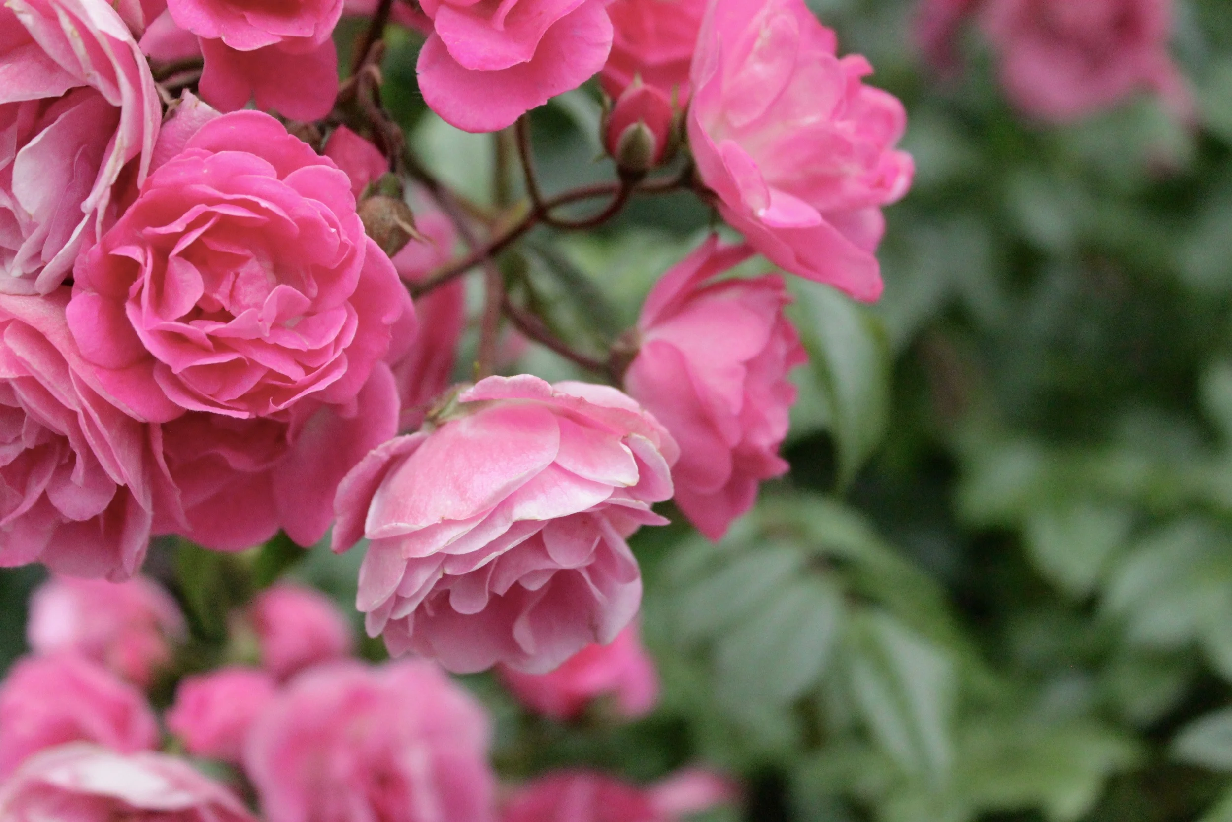portland international rose test garden. portland, OR. 2014