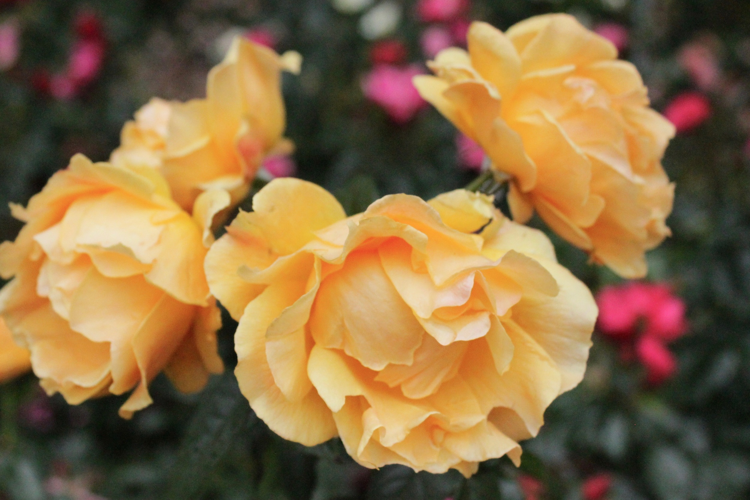 portland international rose test garden. portland, OR. 2014