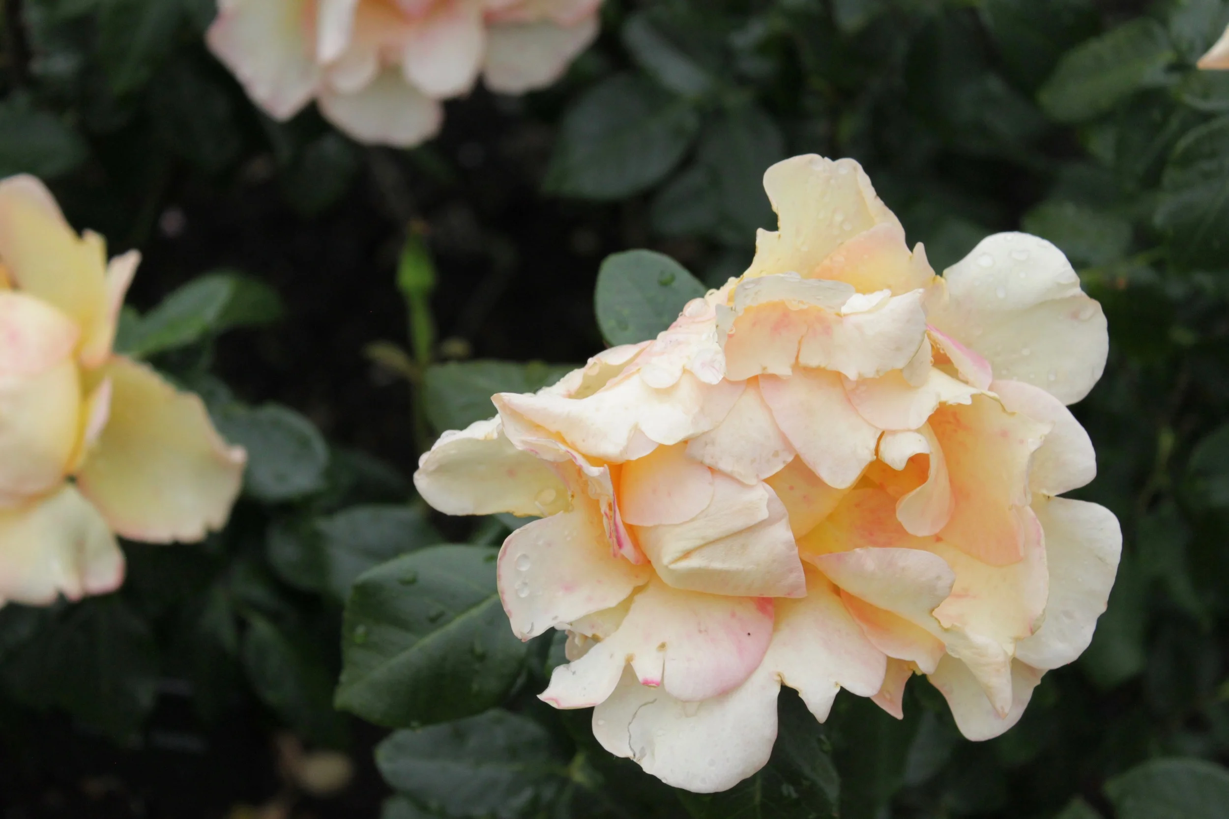 portland international rose test garden. portland, OR. 2014
