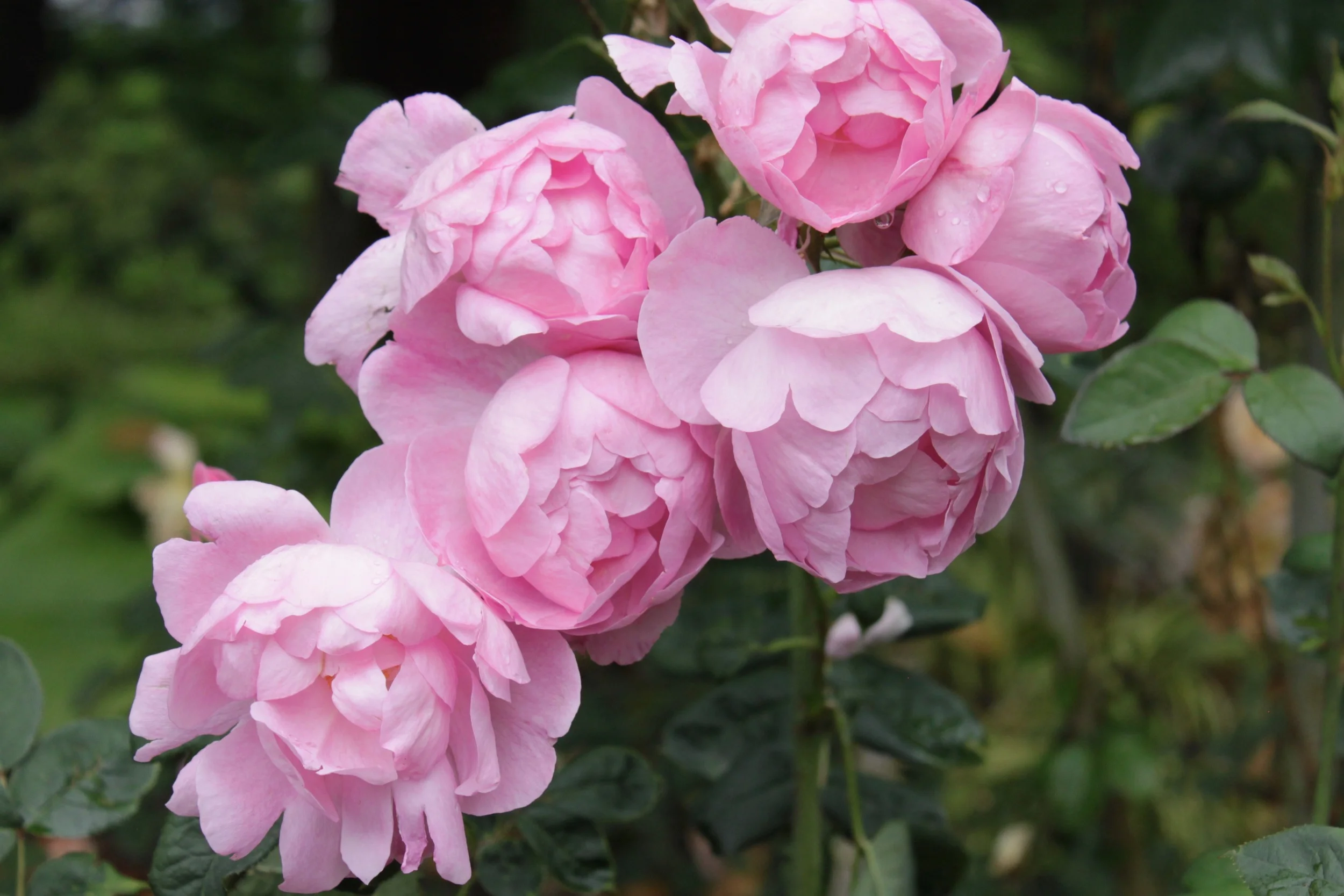 portland international rose test garden. portland, OR. 2014