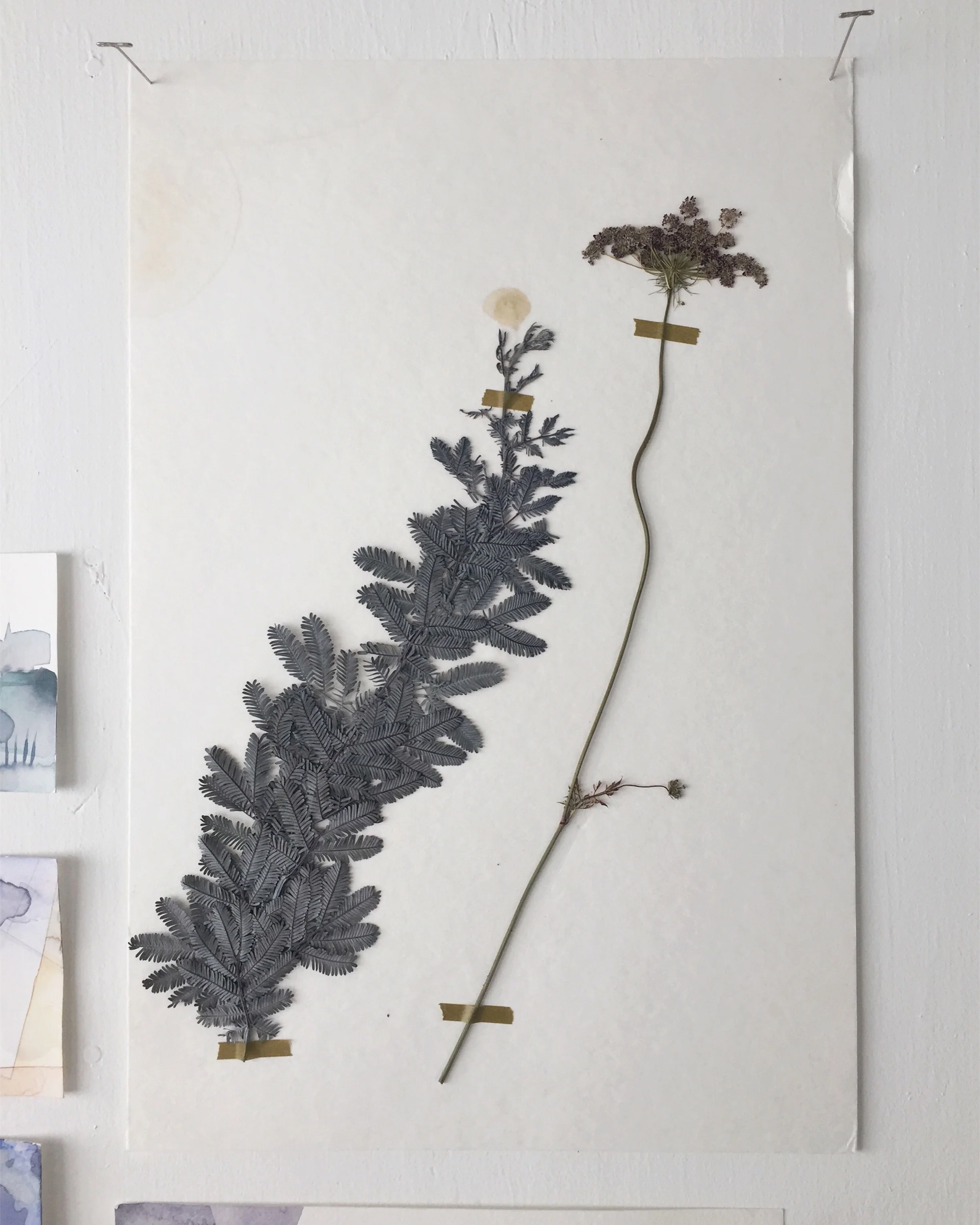 pressed pressed botanicals, cotton paper 2017