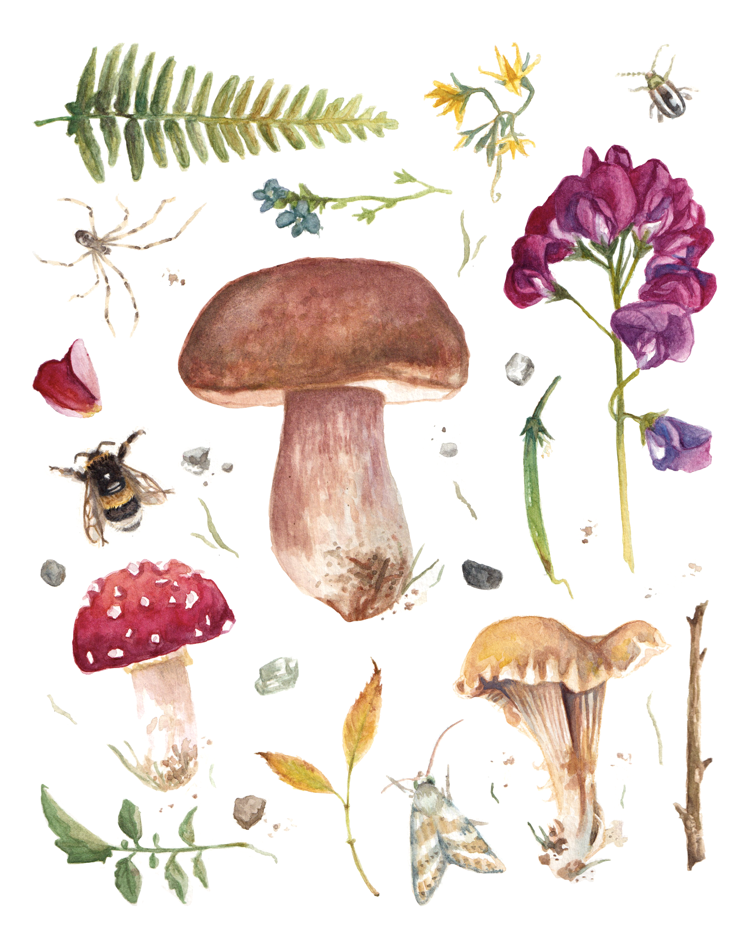 botanical_illustrations.png