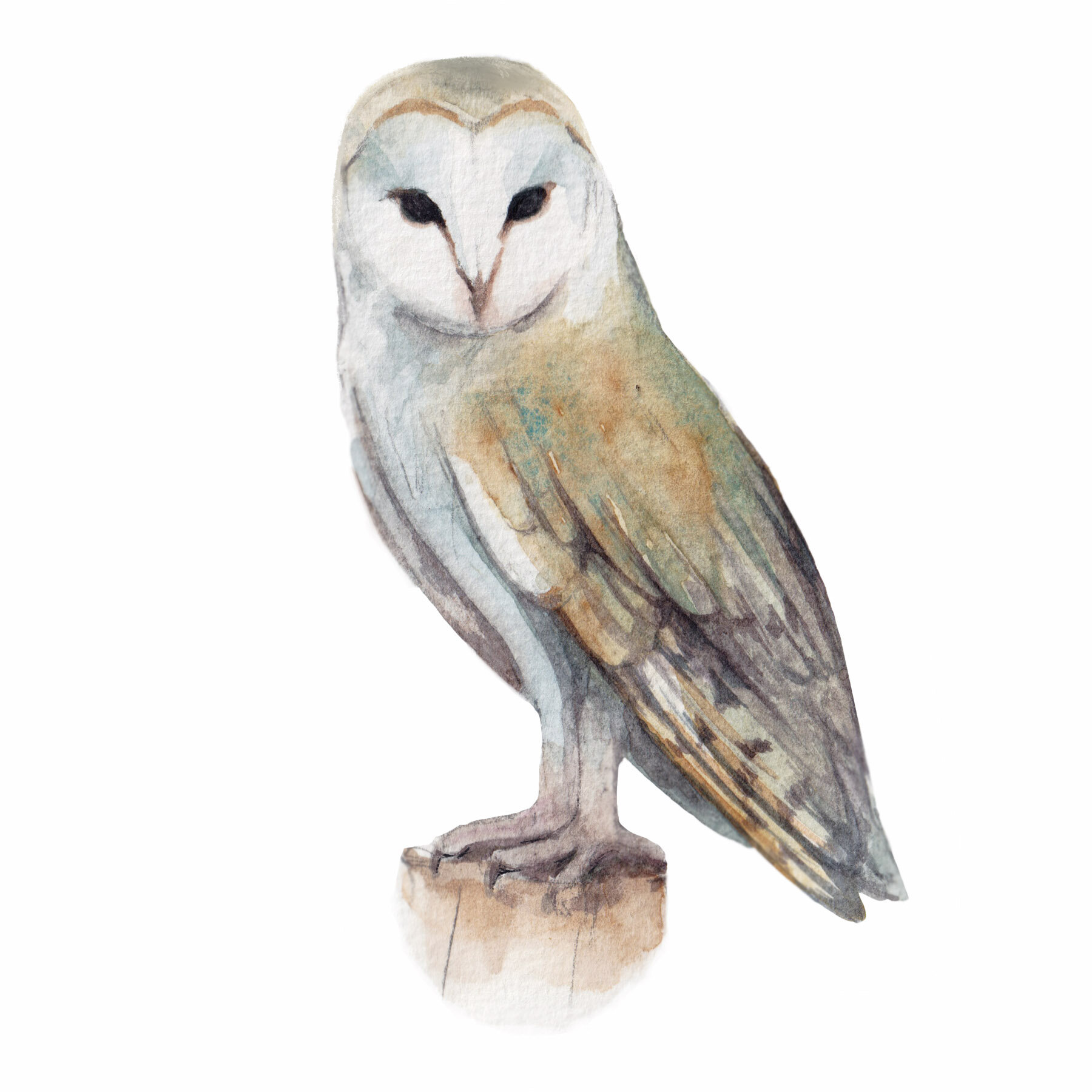 Owl.jpg