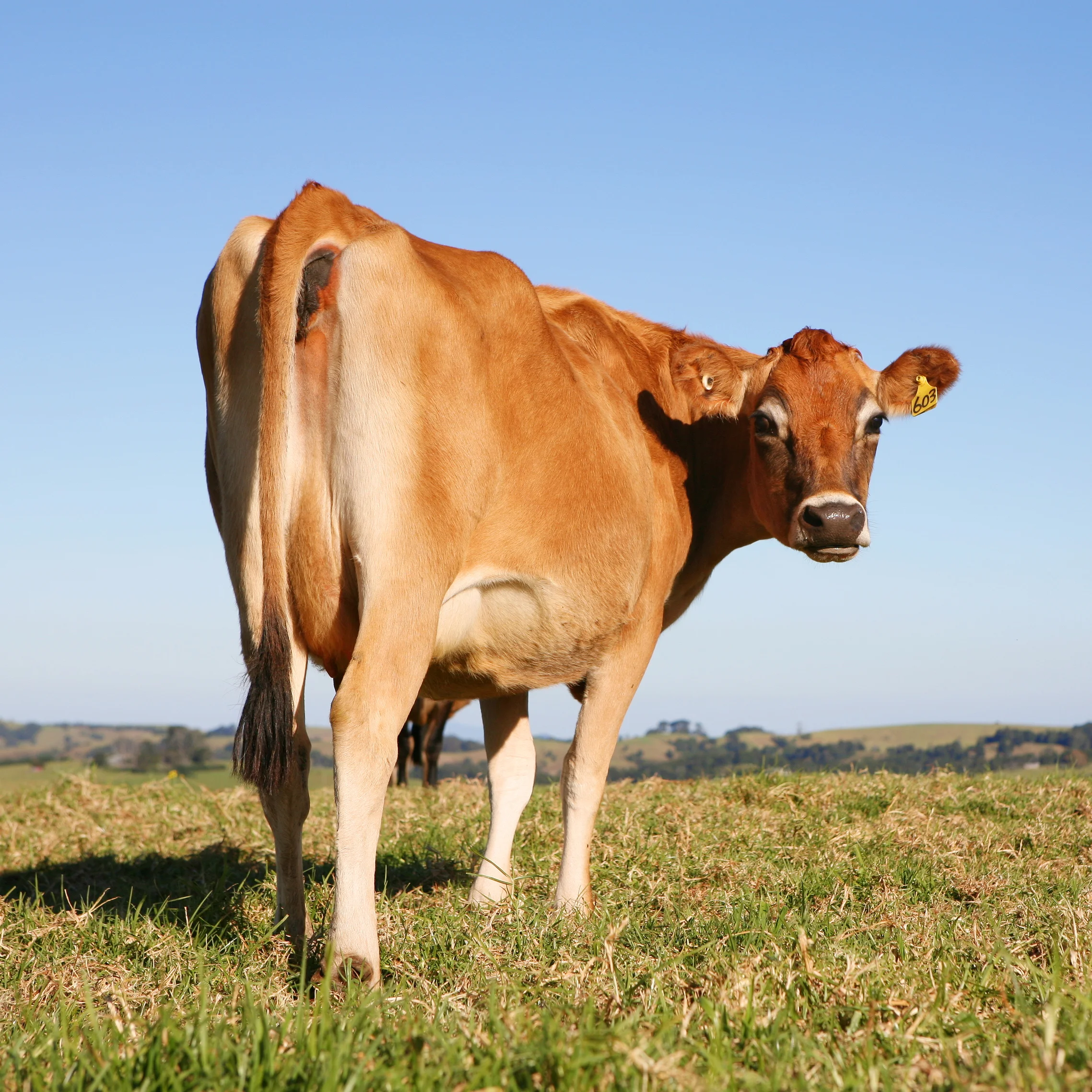 cow.jpg