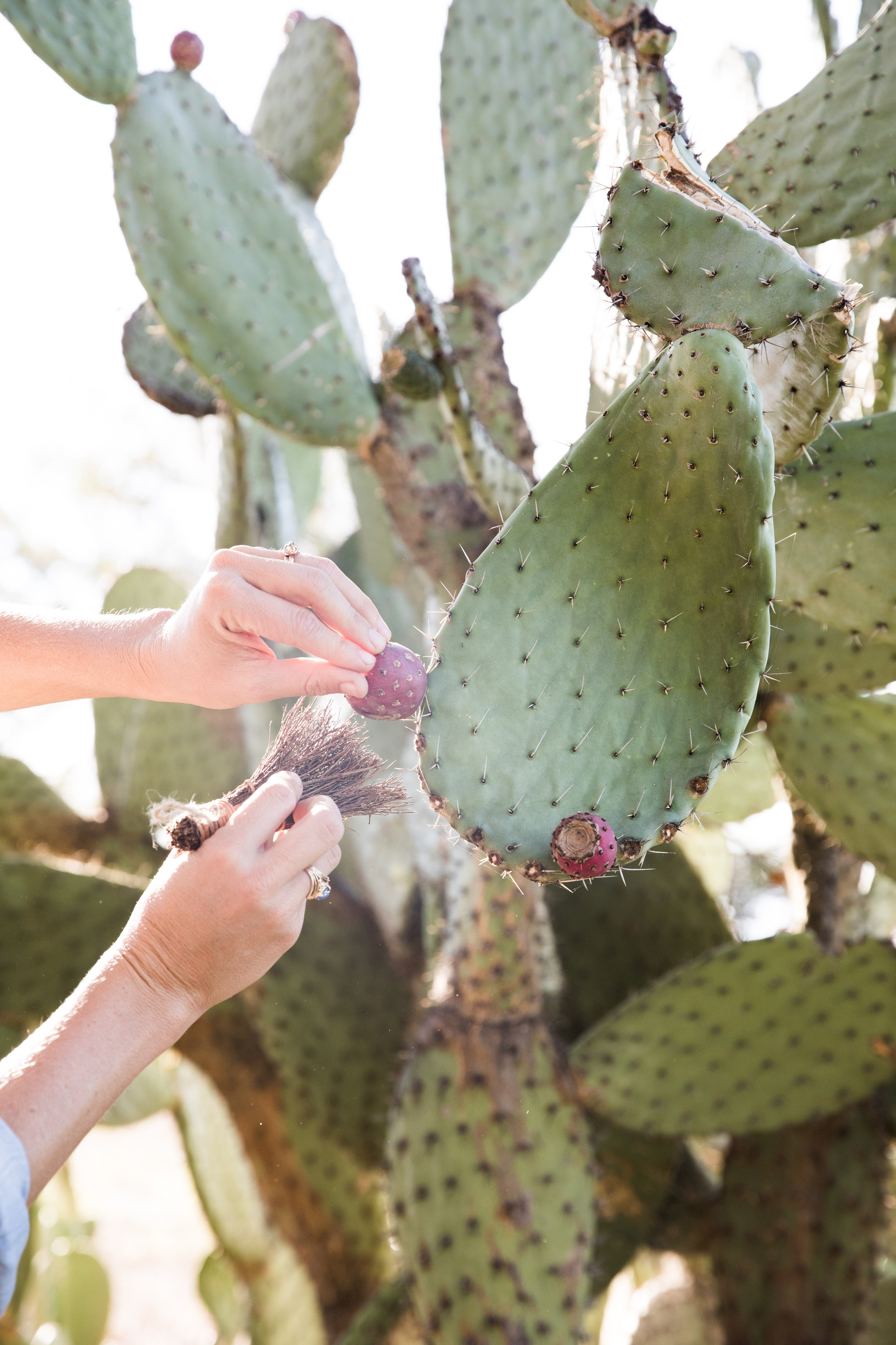 Always handle the Prickly pear fruit carefully, and it's a good idea to bring a pair of tweezers with you just in case!