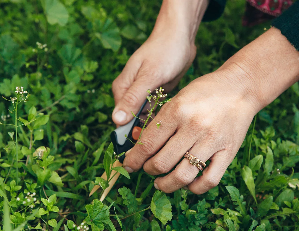 Period shepherds delay purse to How To