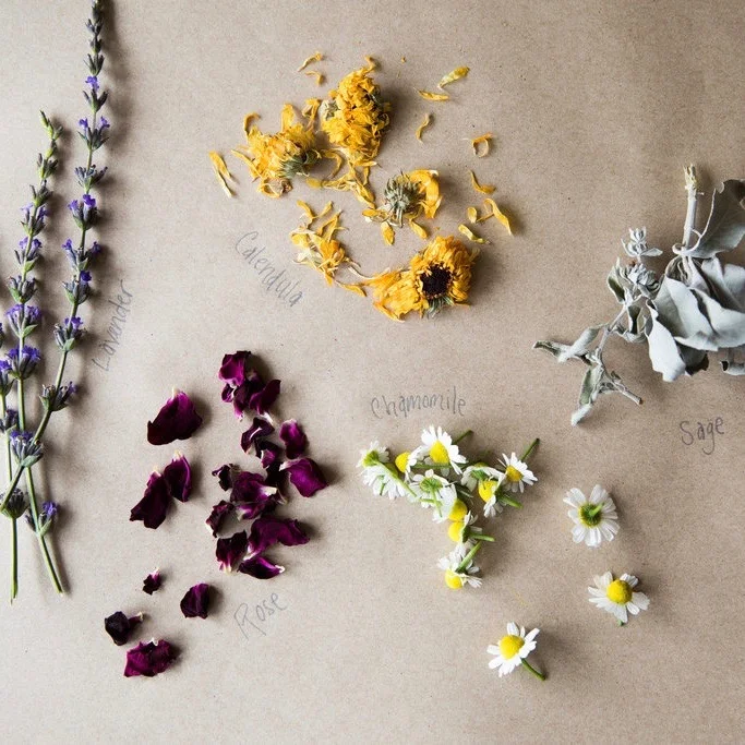 WILDCRAFTING, SEED SAVING, AND HERBAL MEDICINE with DAN de Lion