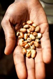 Learn to harvest and save seeds for your own garden!