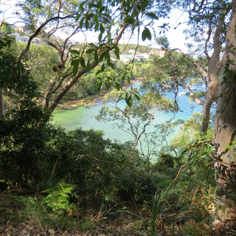 Crystal clear blue water in Sydney Harbour as seen from the forest