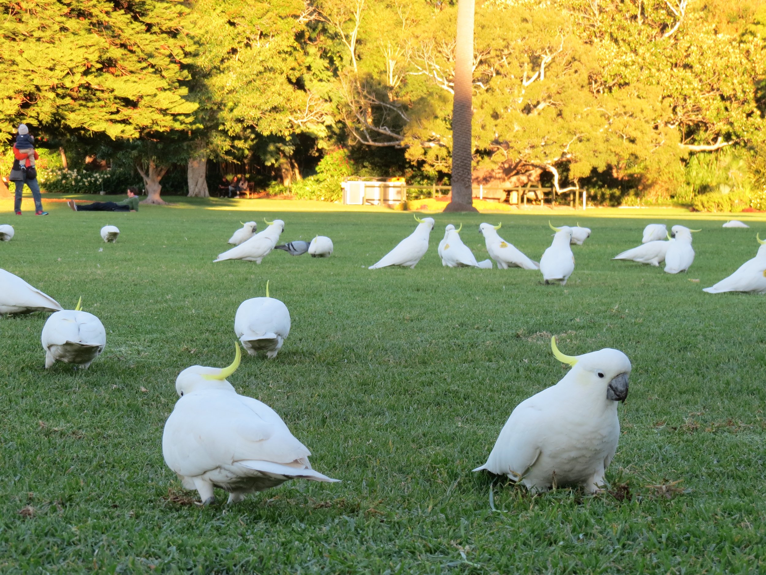 Sulphur-Crested Cockatoos at sunset on the lawn of the Royal Botanic Gardens