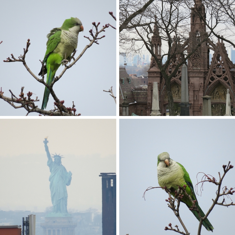 The monk parrots of Greenwood Cemetery known for its views of Lady Liberty and Gothic arches