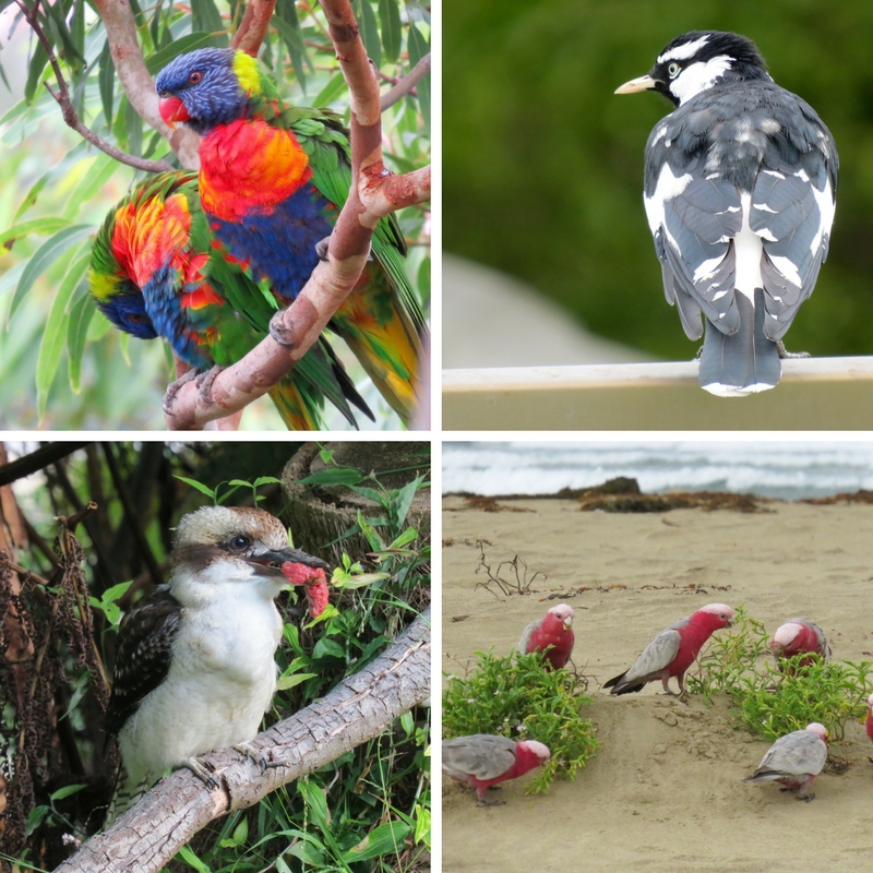 Rainbow Lorikeet, Magpie, Kookaburra (w/meat snack) and Galahs at the beach