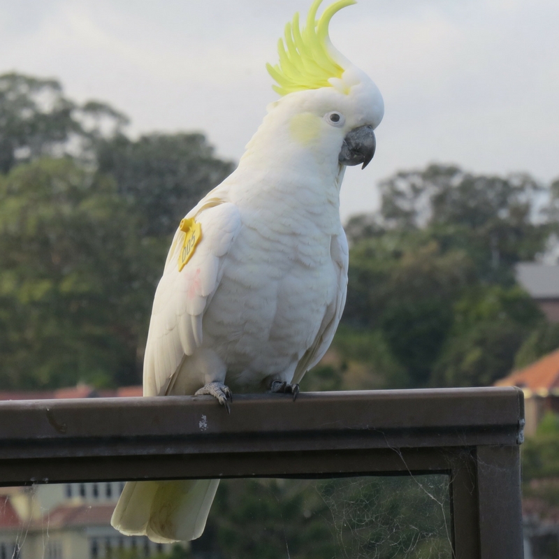 This is Pina Colada, one of the birds in the study right outside our home