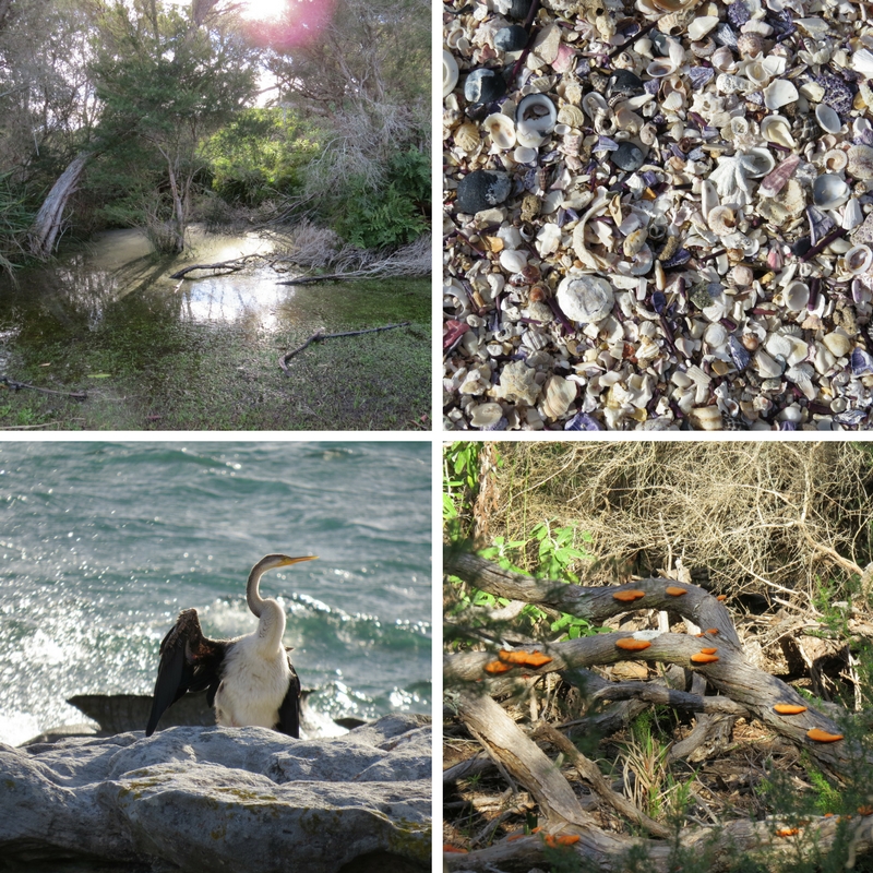 Water, shells, Pied Cormorant and bright orange mushrooms