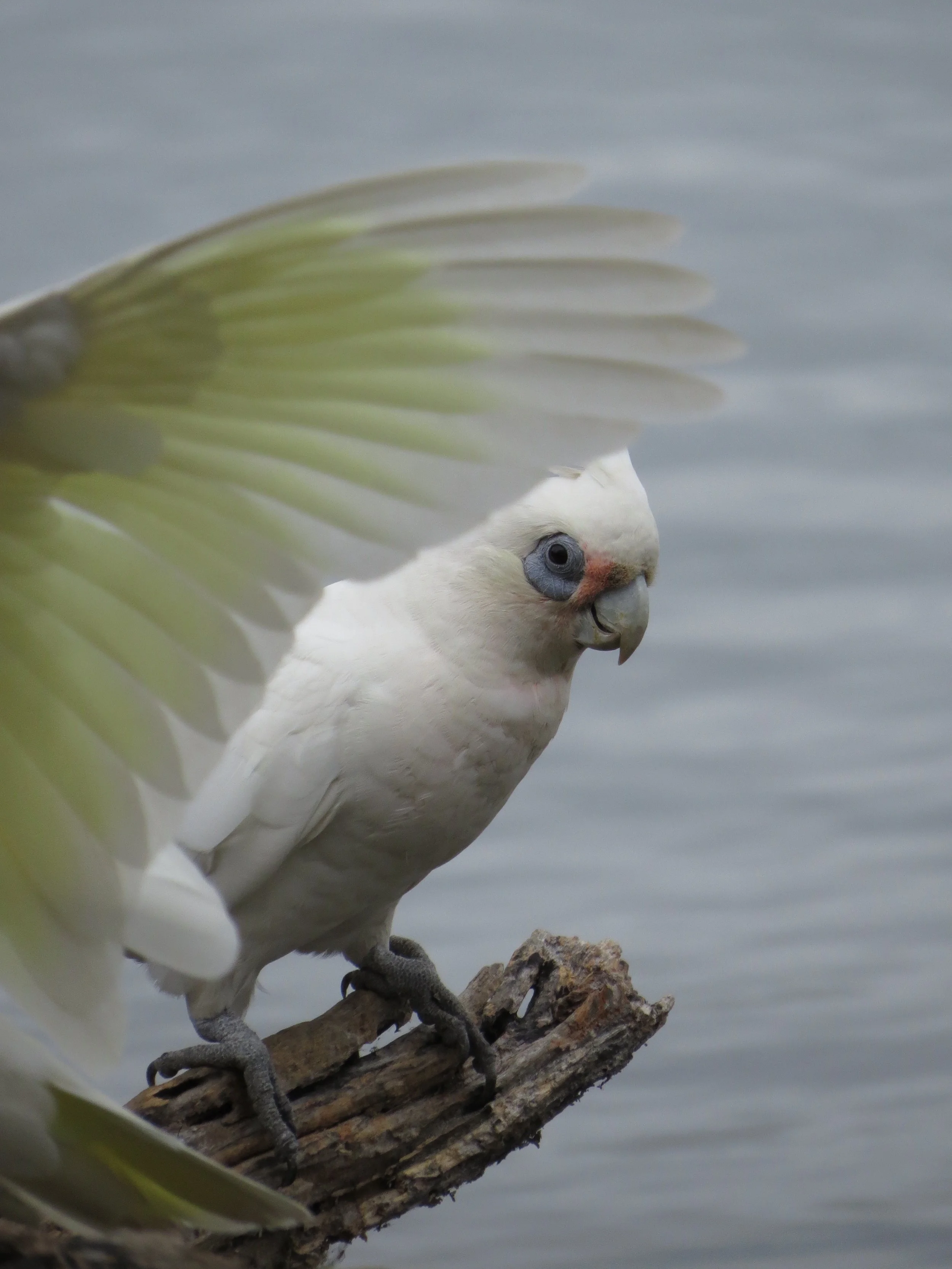 A Corella peeking out from behind a wing