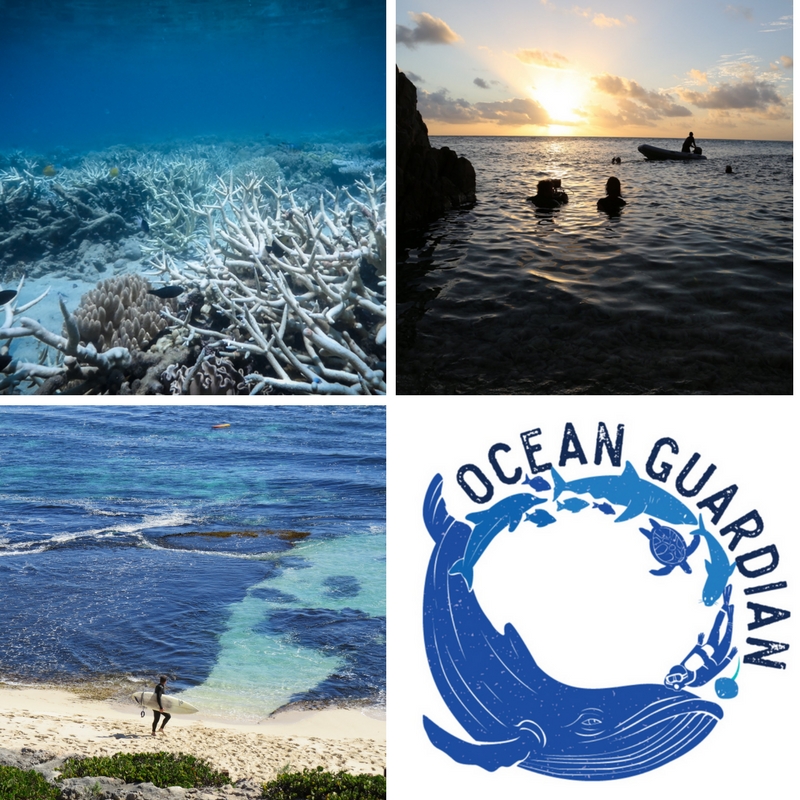 top left: from Blue, bleached coral, top right: from Blue, filming, bottom left: last Winter at the Indian Ocean, bottom right: Blue's ocean guardian campaign
