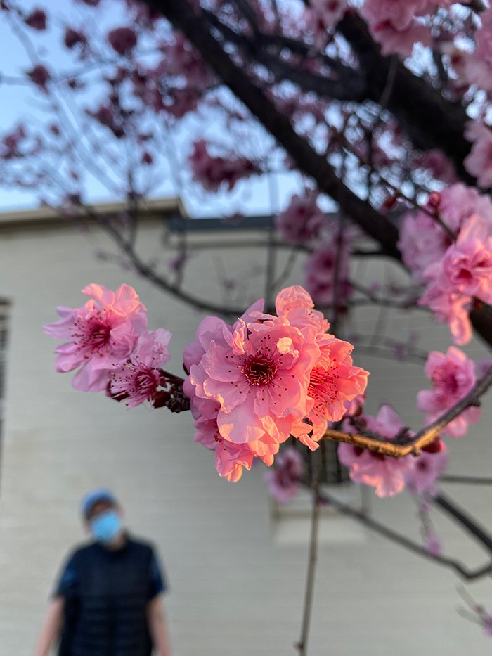 cherry-blossom---inner.jpg