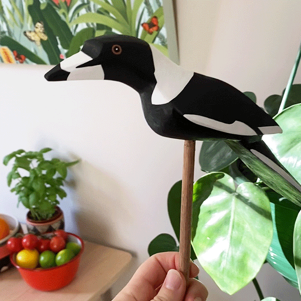 Magpie-Outer-island-copyright.gif