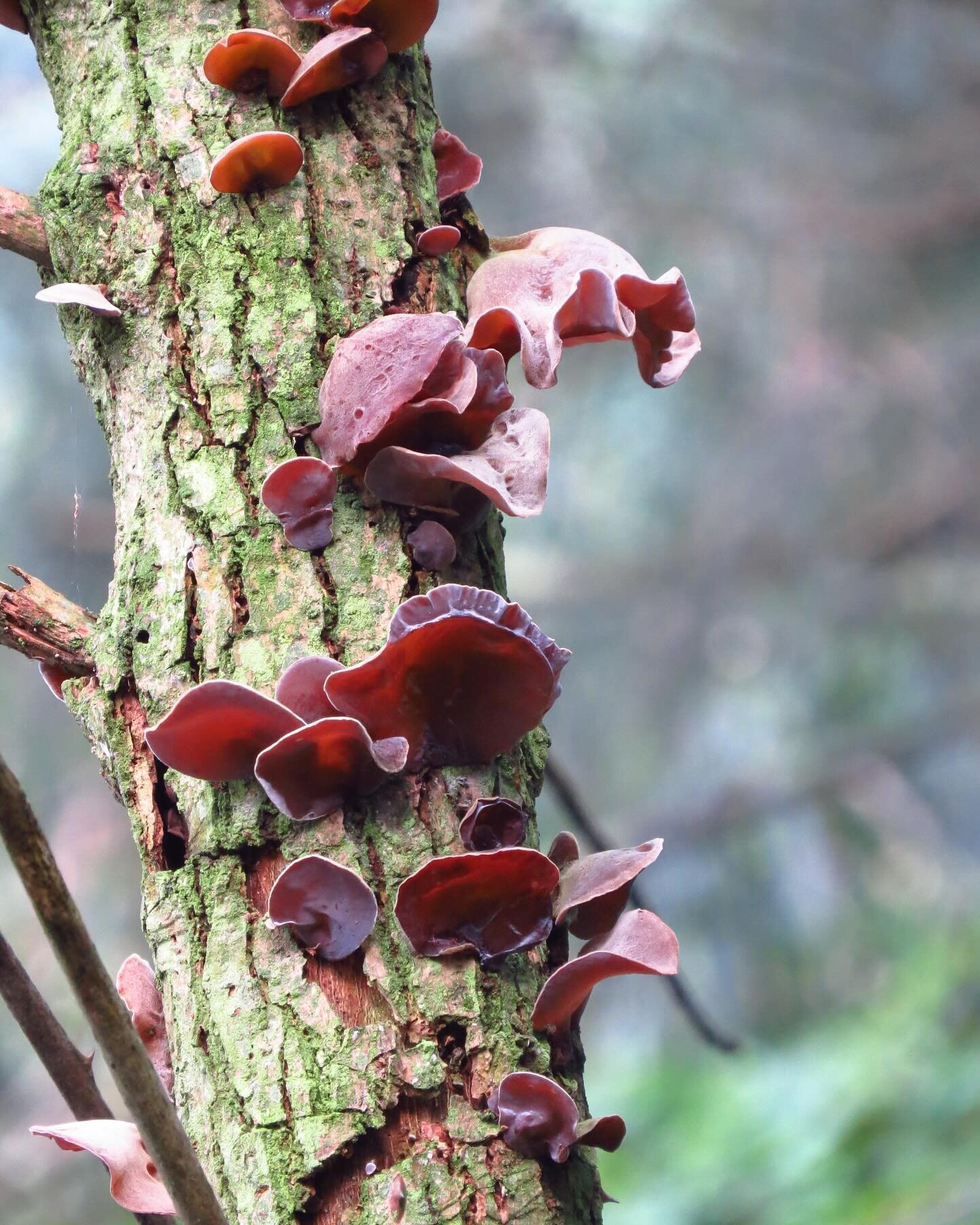 Todays bushwalk fungi finds at Field of Mars Reserve 🍄🍄🍄

Can you name all these different fungi??? First to name all 4 wins a special prize ✨

Note - prize can only be shipped to Australian residents only 🐨

#mycology #fungi #fungilove