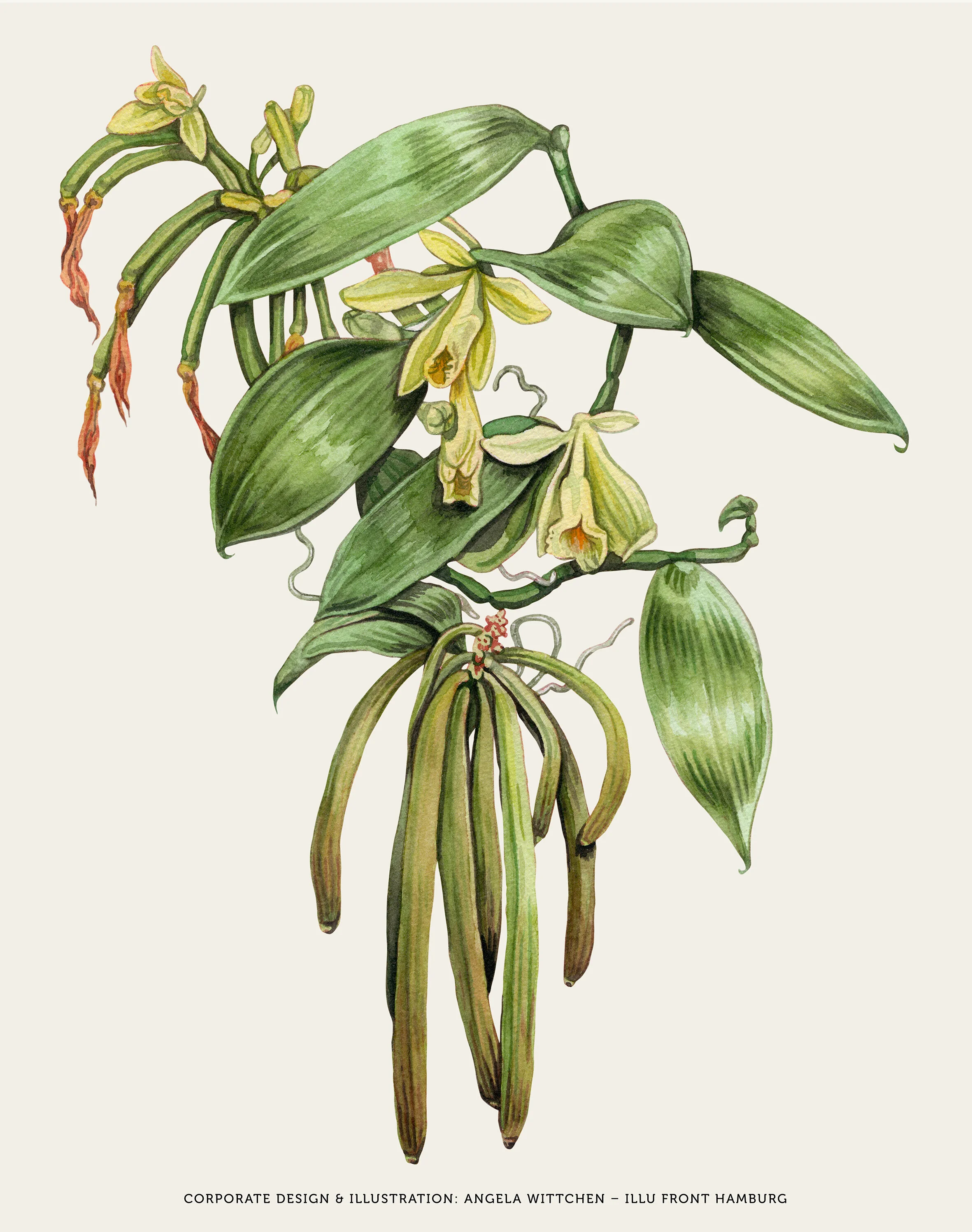Angela-Wittchen-Illustration-Vanillepflanze_02.jpg