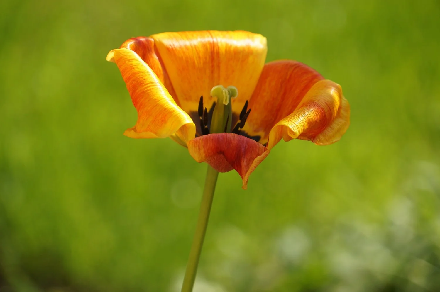 Atelier mensuel Sophrologie 