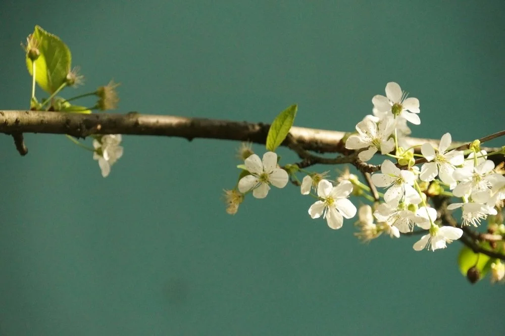 les-huit-branches-du-yoga-padma-studio.jpeg