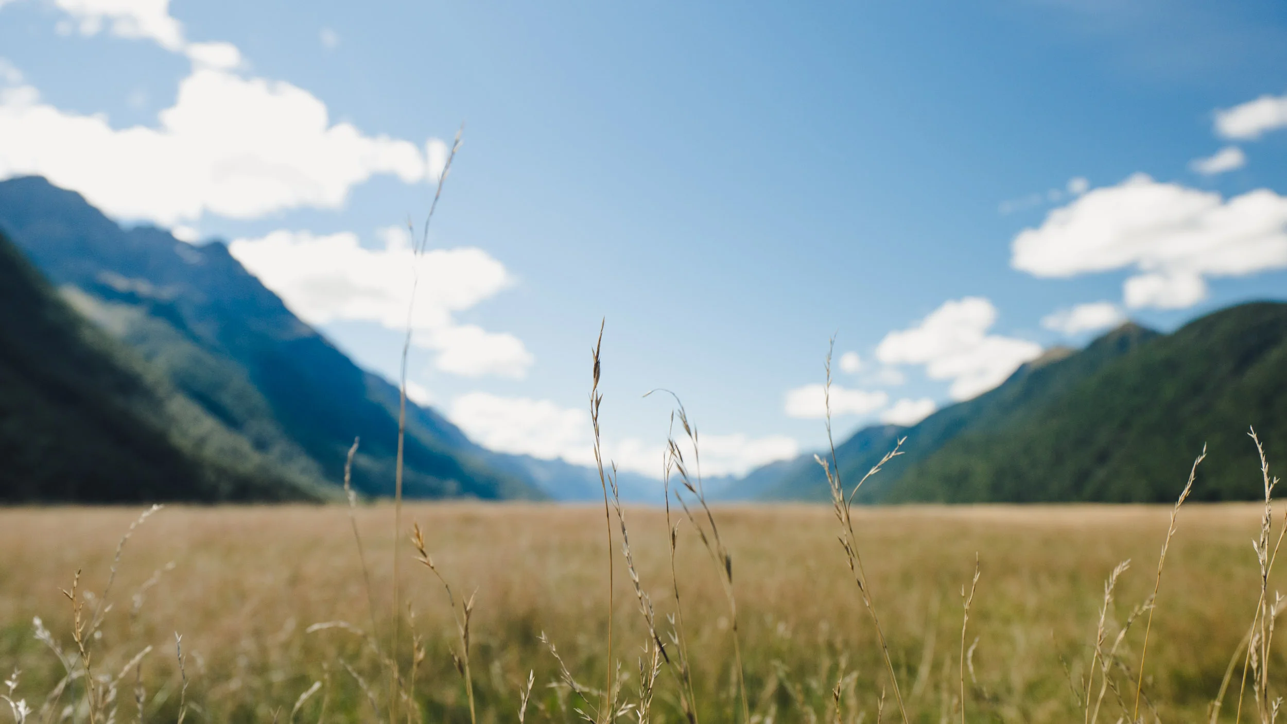 Eglinton Valley Rye Grass