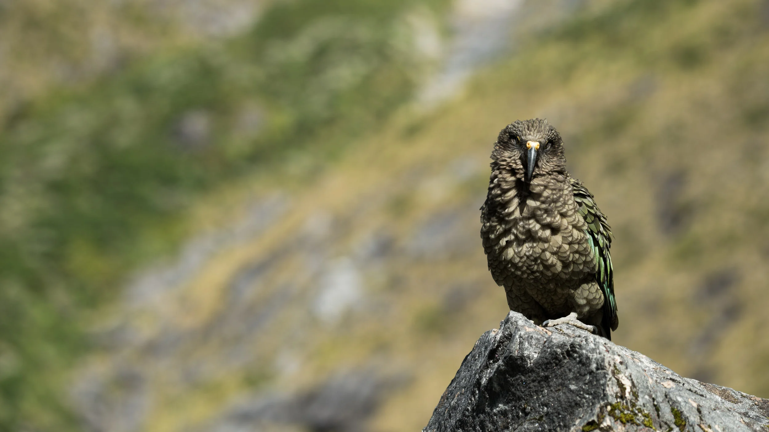 Homers Tunnel Local Kea