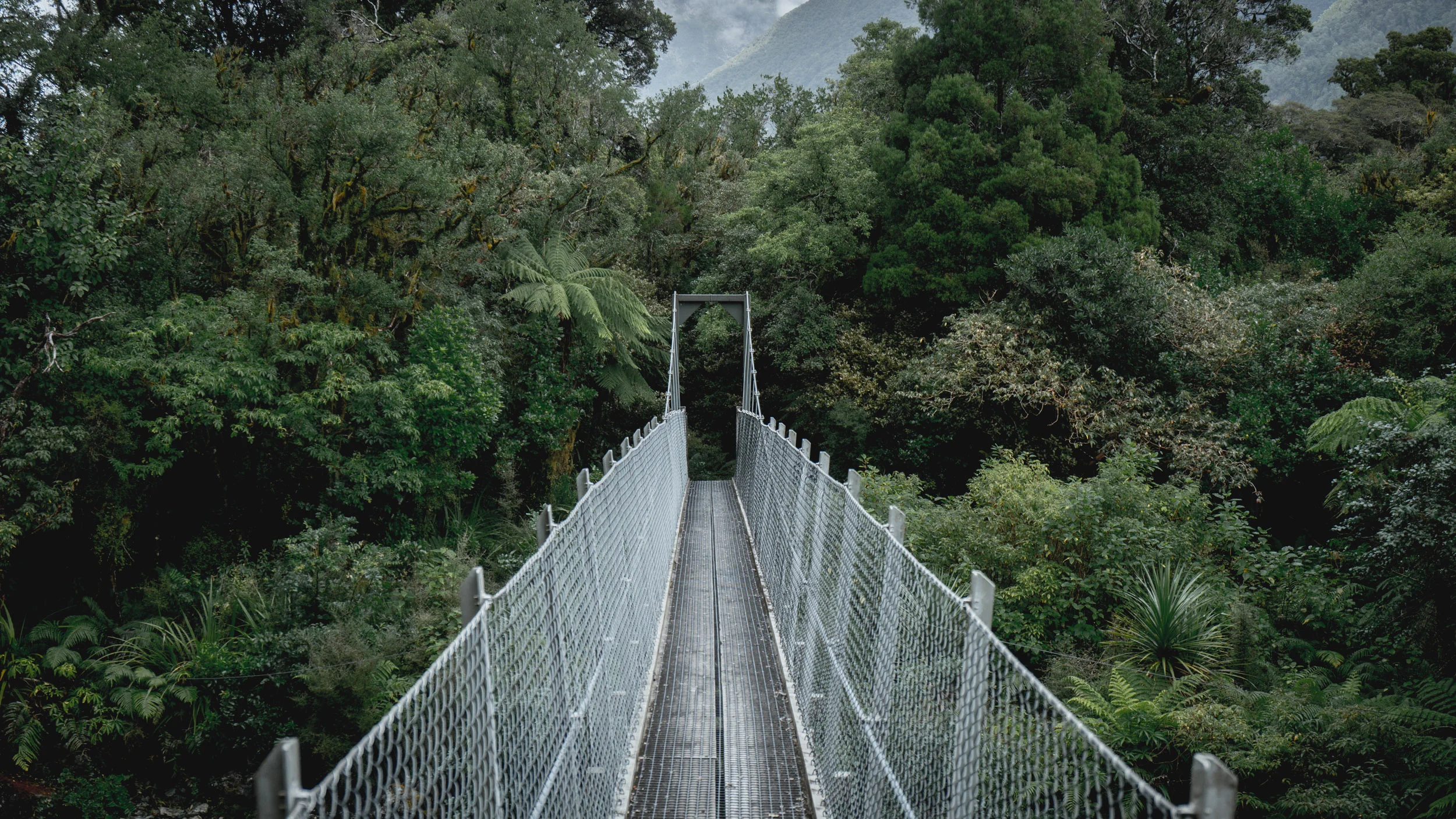 Hollyford Track Swing Bridge