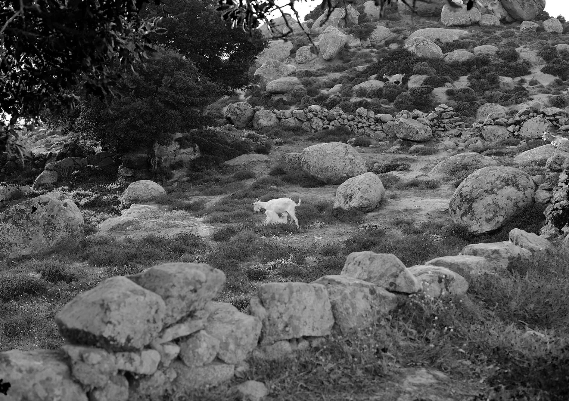 DSCF3633bw2.jpg