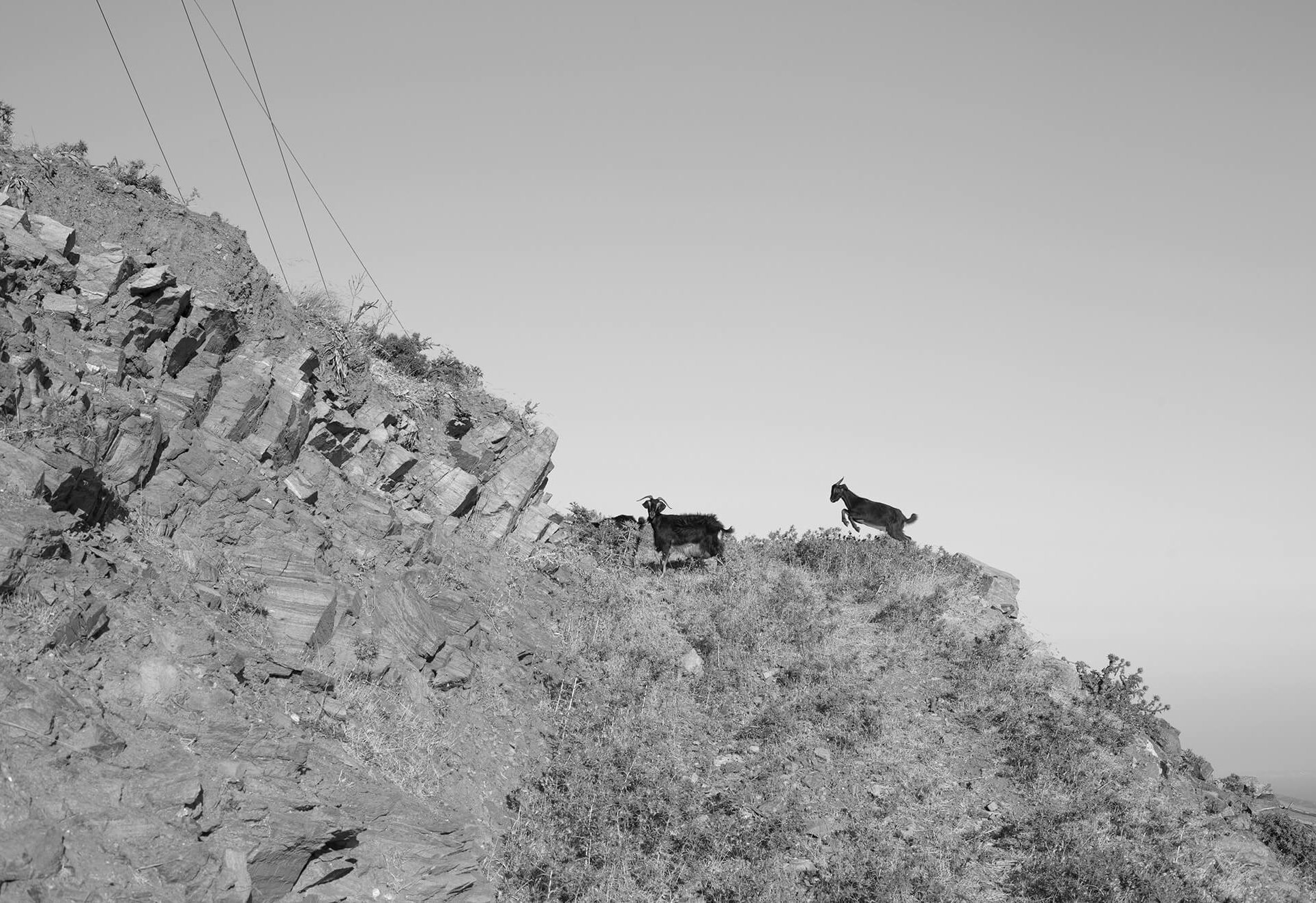 IMG_2244bw.jpg