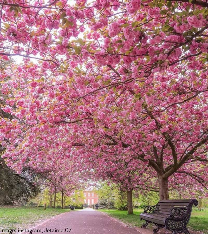 Greenwich Park Cherry Blossom SE10 8QY