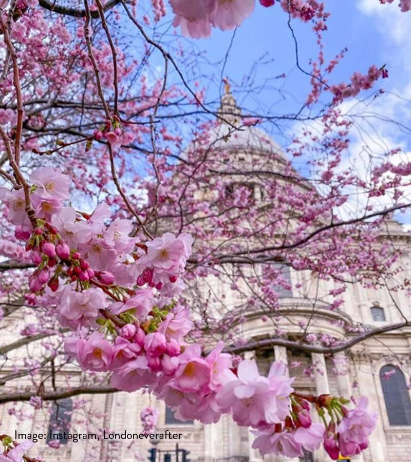 St Paul’s Cathedral Cherry Blossom EC4M 8AD