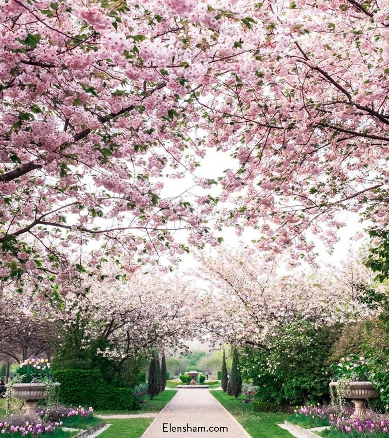 Regent’s Park Cherry Blossom NW1 4NR