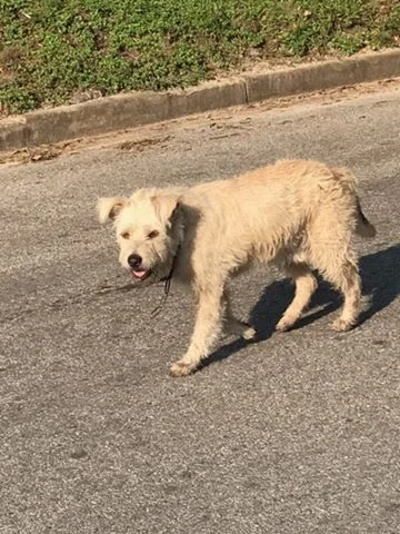 Even though my vacation has been canceled TWICE due to hurricanes, being able to connect people who have been impacted by the storm with needed resources has been a pure joy. Even connecting a sweet, stray dog in my neighborhood with Rescued Pets Movement warms my heart. He had a tight chain around his neck and was very shy. The group sent a volunteer trapper this morning who got him off the street and removed the awful chain. He'll be examined and neutered and if he's not claimed, he'll get a forever home in Austin. (Thank you Liz Gorman Jones Katie Metten Beirne ) #yearofjoy