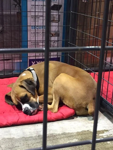I watched a little girl walk the rows at NRG's Pet Reunion Pavilion, which opened Monday, calling her dog's name. He wasn't there. Simply heartbreaking to lose everything in the hurricane, including your dog. There are about 400 dogs, 100 cats here waiting to be reunited with owners. They need volunteers to help with the pets too. (Register at www.bestfriends.org. ) They also need bedding donated for the kennels. On Oct. 14, the animals, including this beautiful female boxer, will be put up for adoption if they haven't been reunited. Here's the story: http://www.houstonchronicle.com/…/NRG-pet-pavilion-hopes-to…