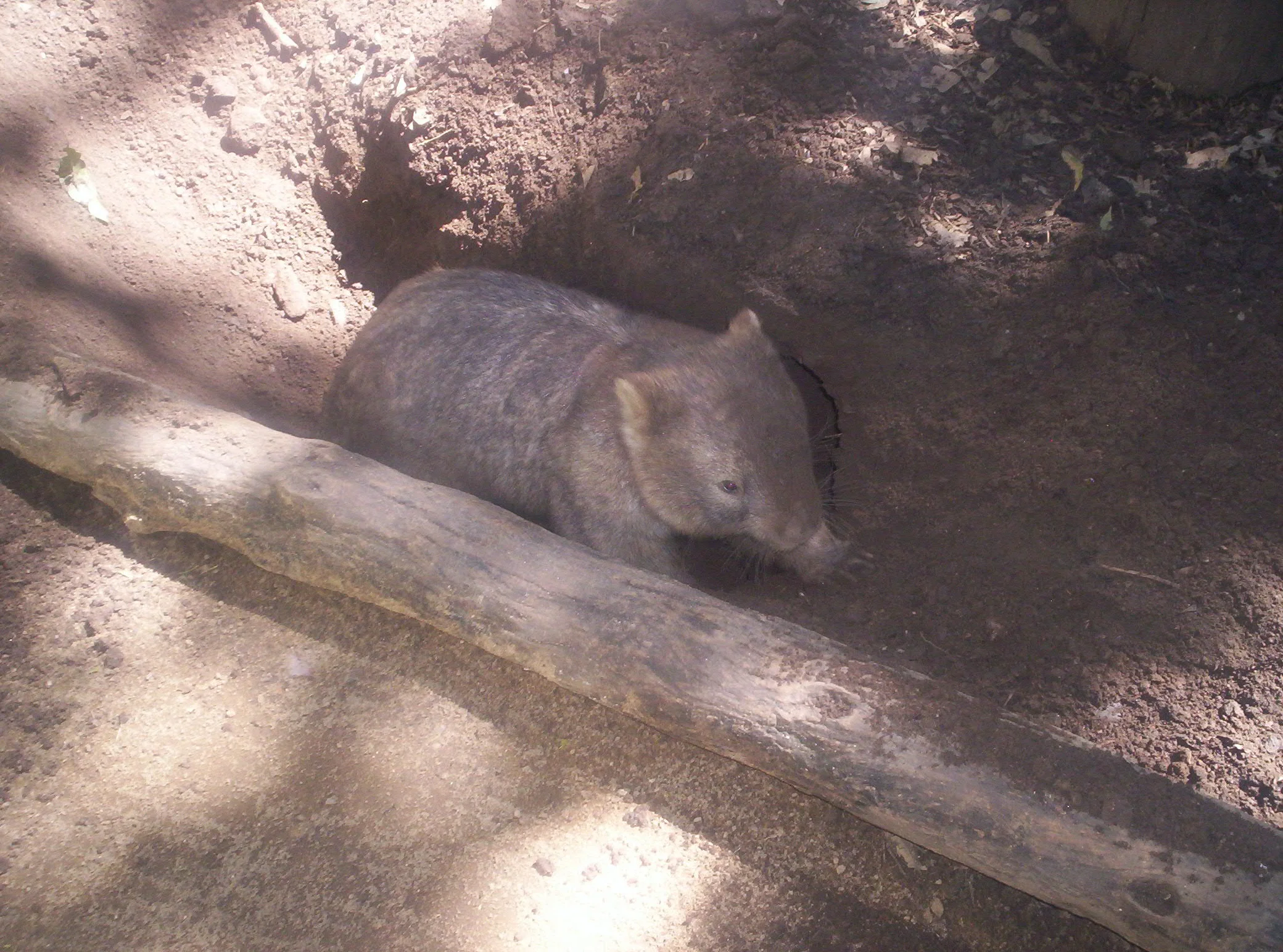 Wombat!