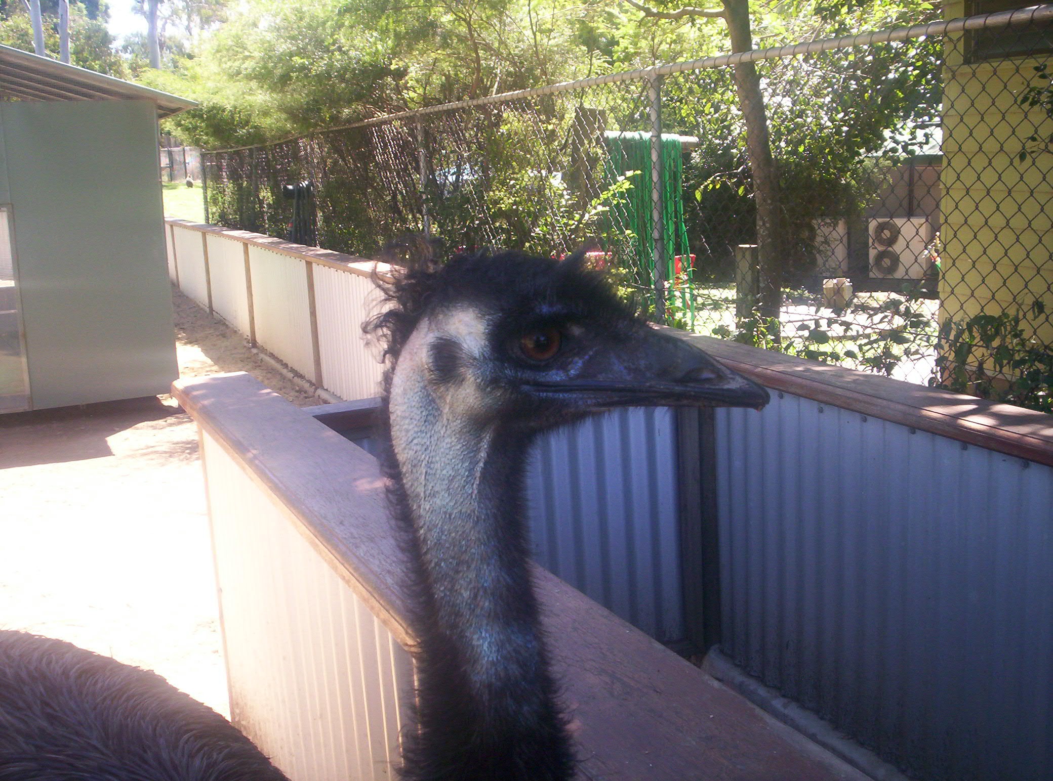 Emu