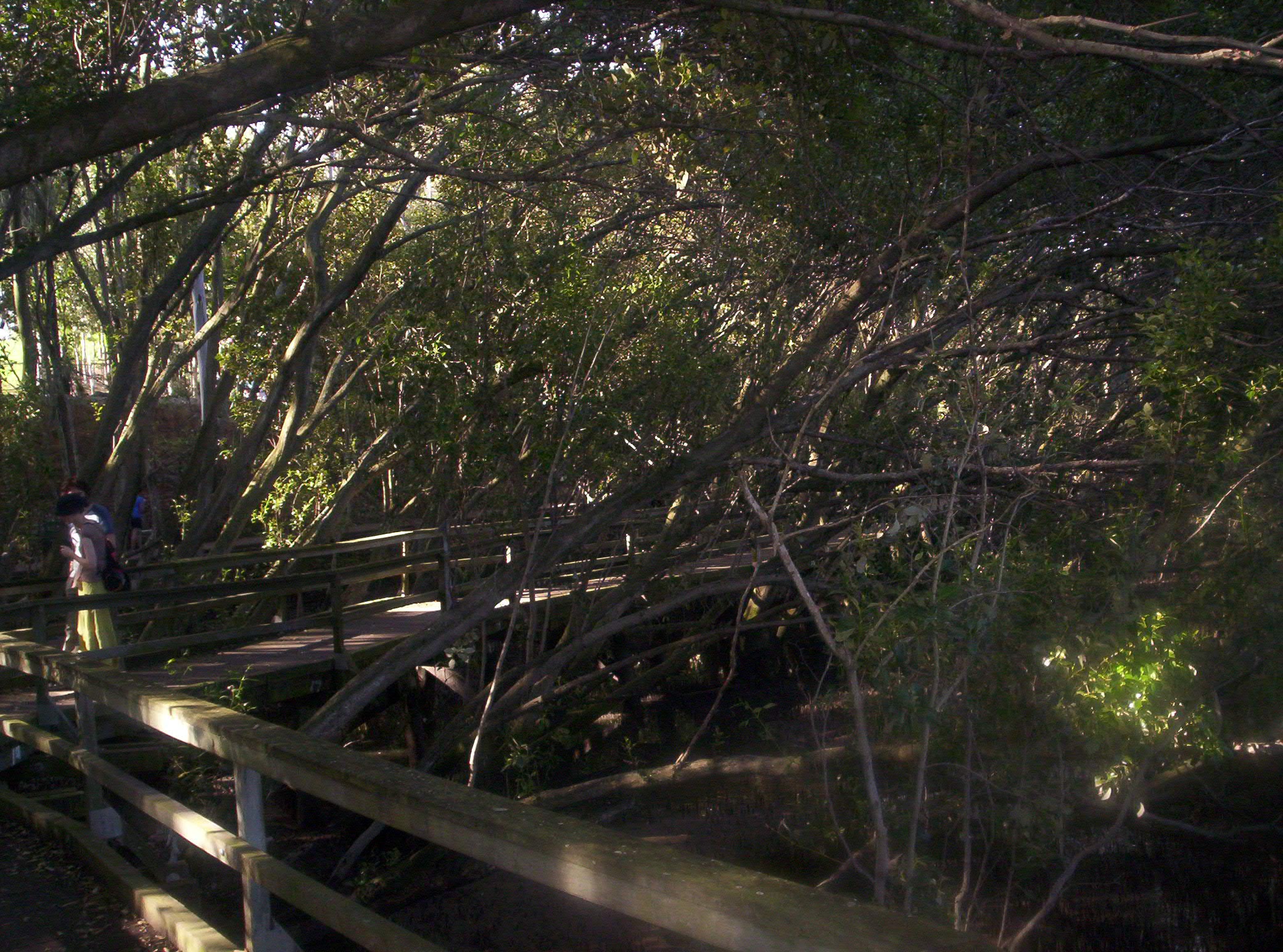 Mangrove Forest, Brisbane