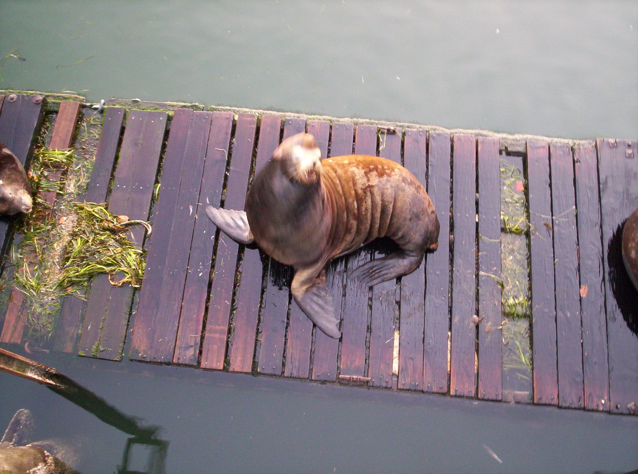 Sea Lion, Newport, OR